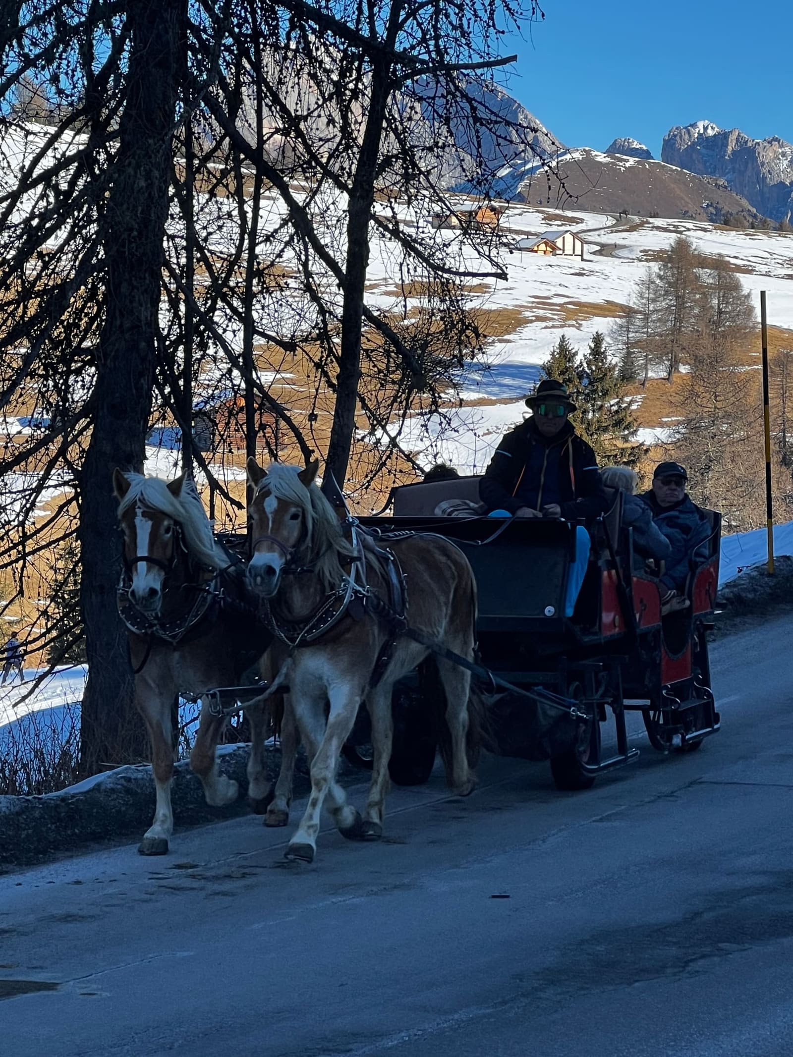 la carrozza trainata da due cavalli haflinger sulla strada dell'altopiano, con i prati e la neve dietro