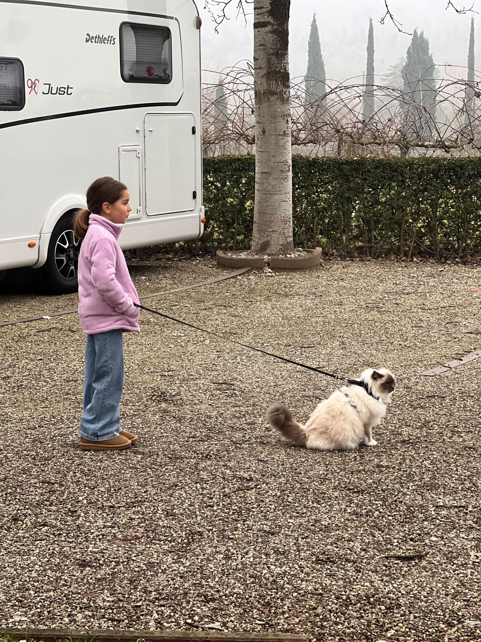 nostra figlia porta a spasso il gatto al guinzaglio sulla ghiaia dell'area camper, fra i cipressi nella nebbia