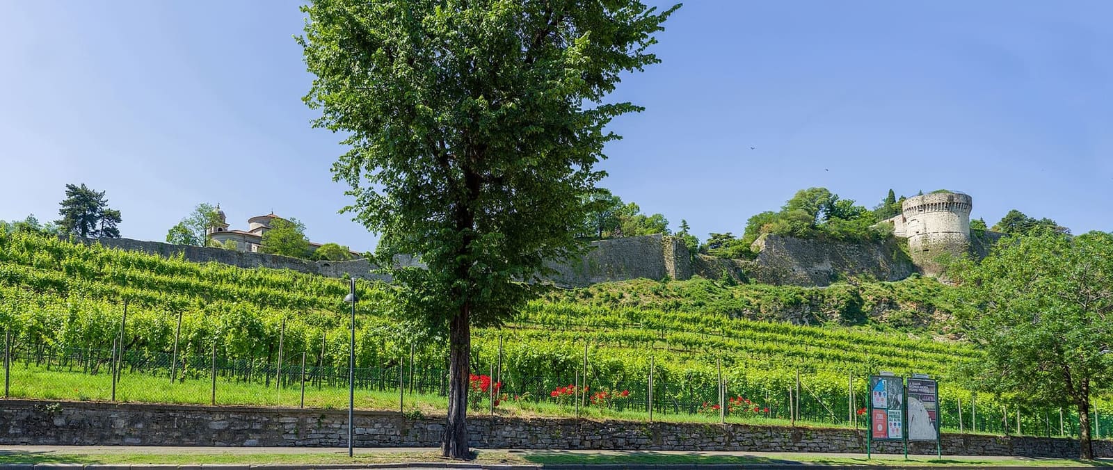 i filari della vigna Pusterla sul fianco del colle, con il Castello in alto