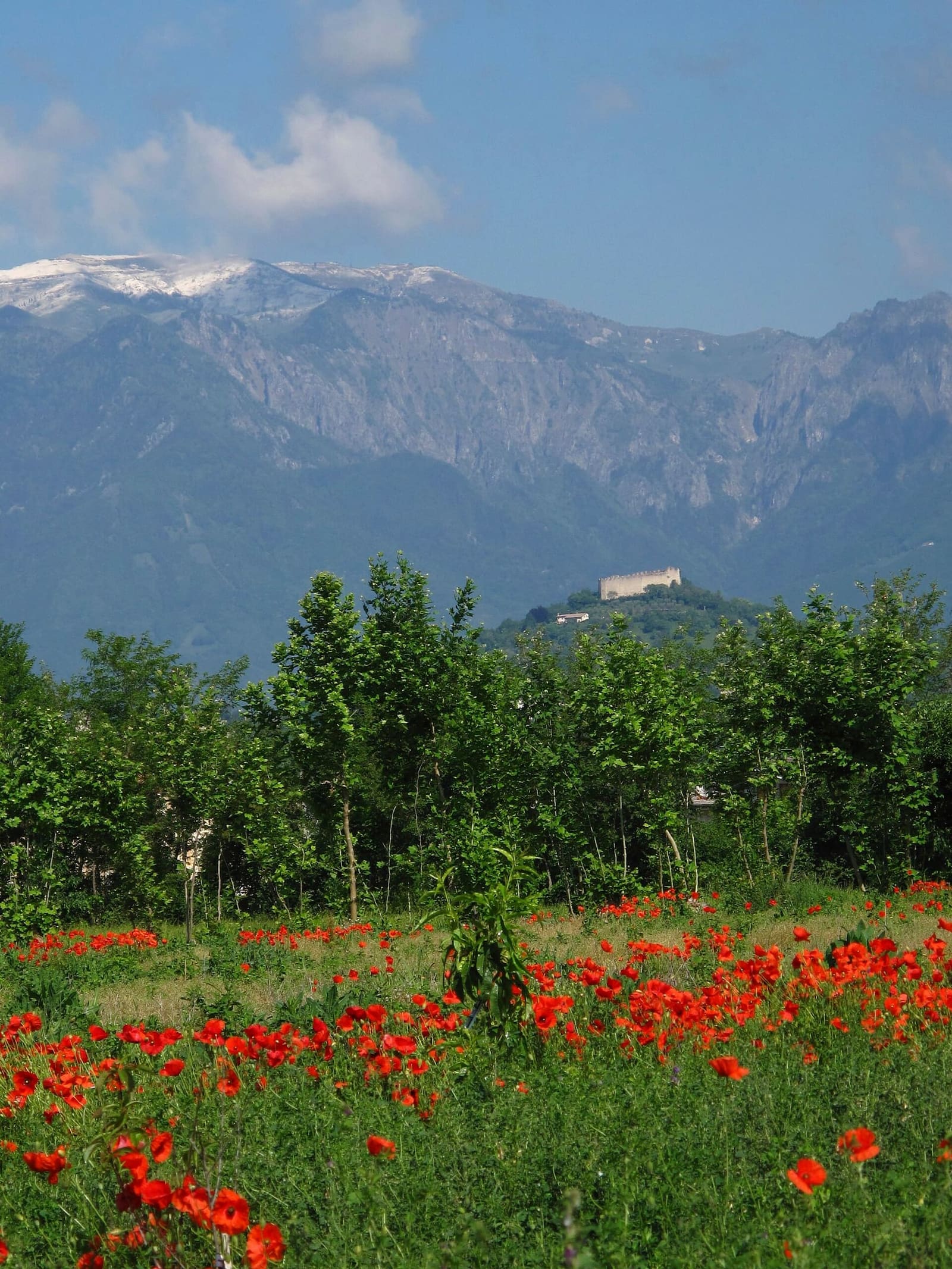 la Rocca di Asolo e il Grappa dietro, oltre un campo di papaveri a maggio