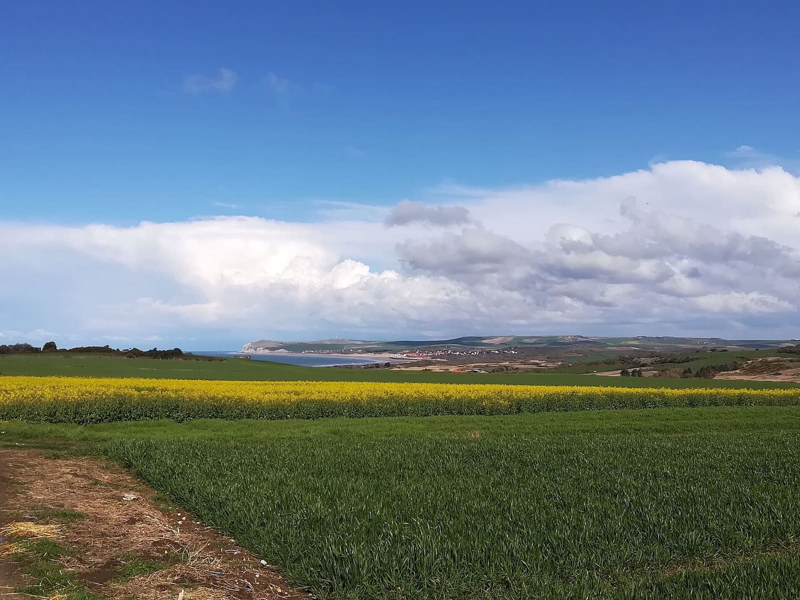 il Cap Blanc-Nez e la grande spiaggia di Wissant fra i campi, visti da Audinghen
