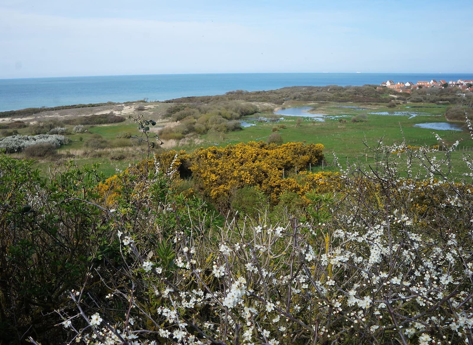 i prugnoli e le ginestre in fiore sopra il marais di Tardinghen, con le pozze e il mare, in aprile