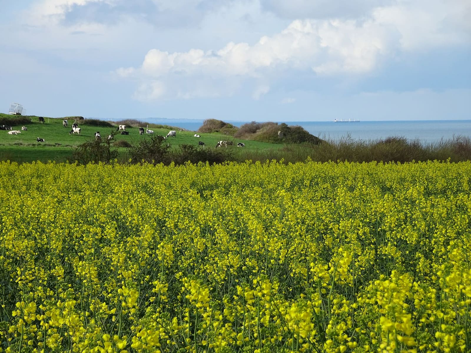 la colza in fiore e le pecore sul Mont d'Hubert, con il mare dietro, in aprile