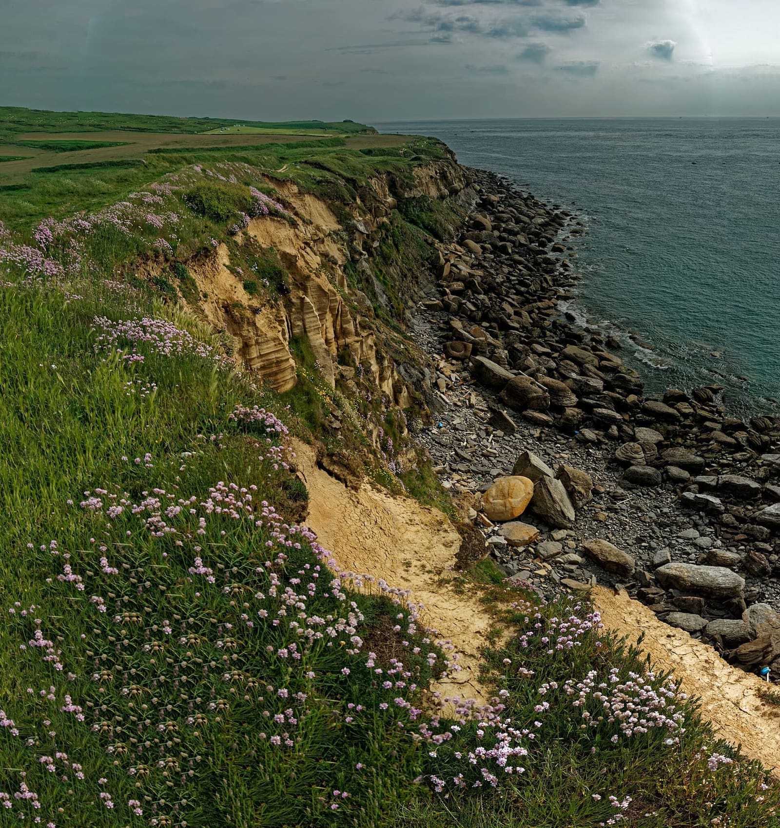 l'armeria marittima in fiore sul bordo della falesia del Gris-Nez