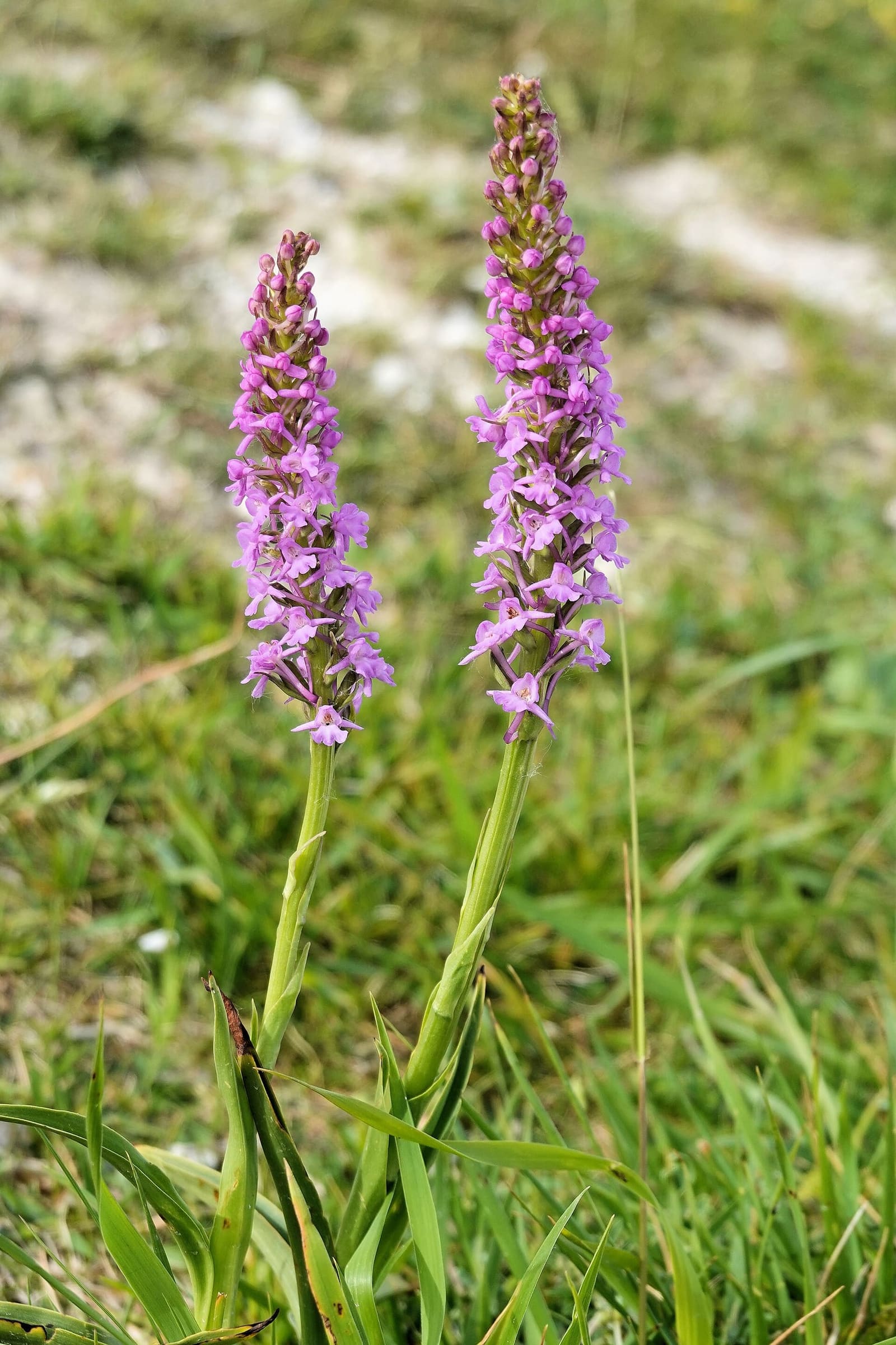 orchidee selvatiche nel prato calcareo del Blanc-Nez