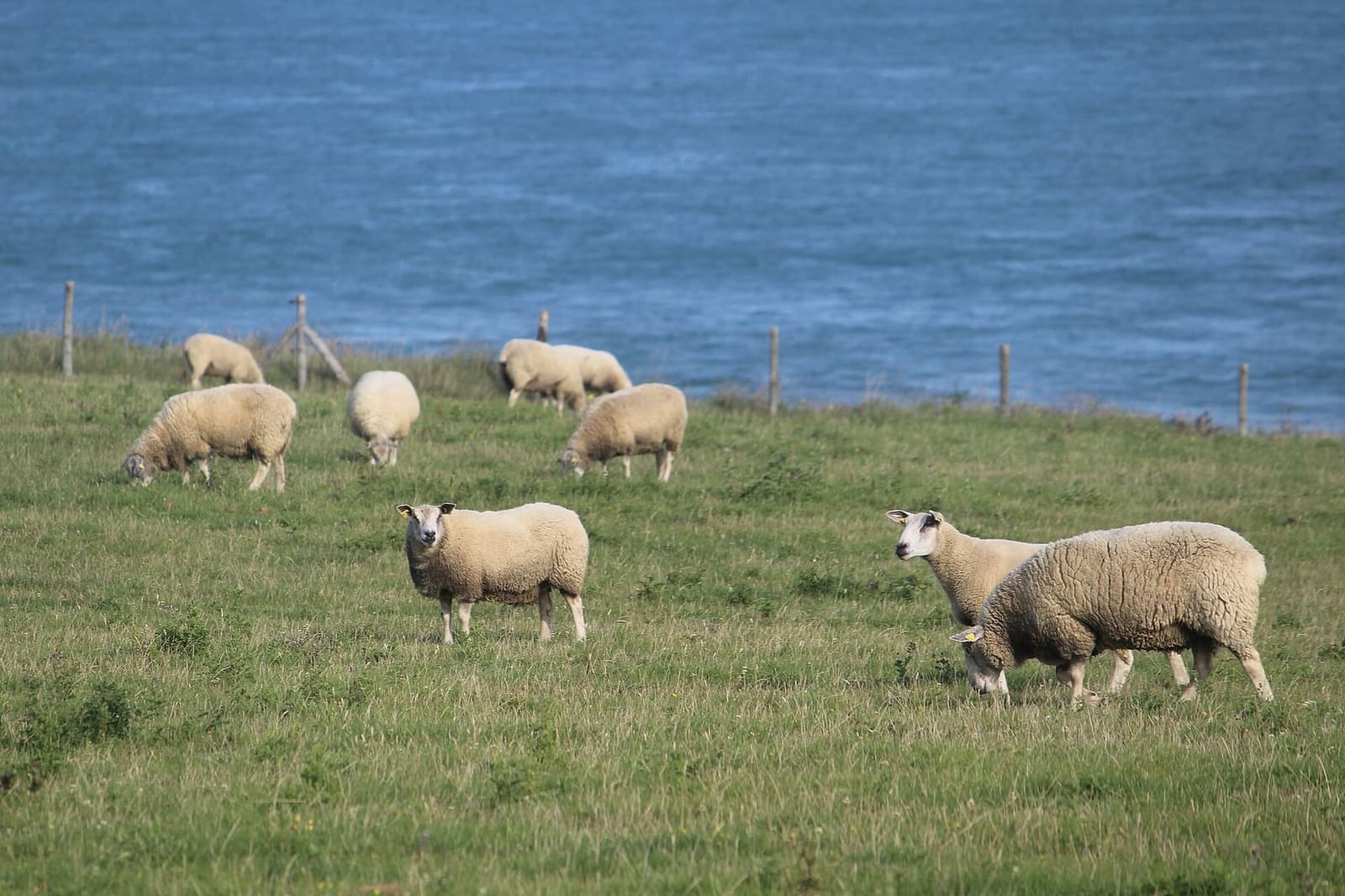 le pecore al pascolo sul prato sopra il mare, al Gris-Nez