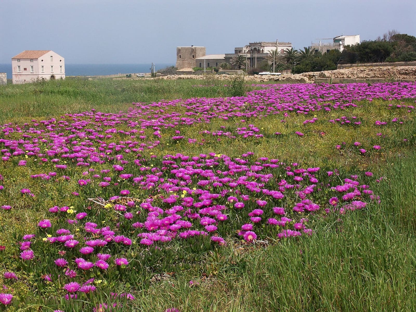 the promontory in April, in flower, with the Torre Nao and the villas in the distance