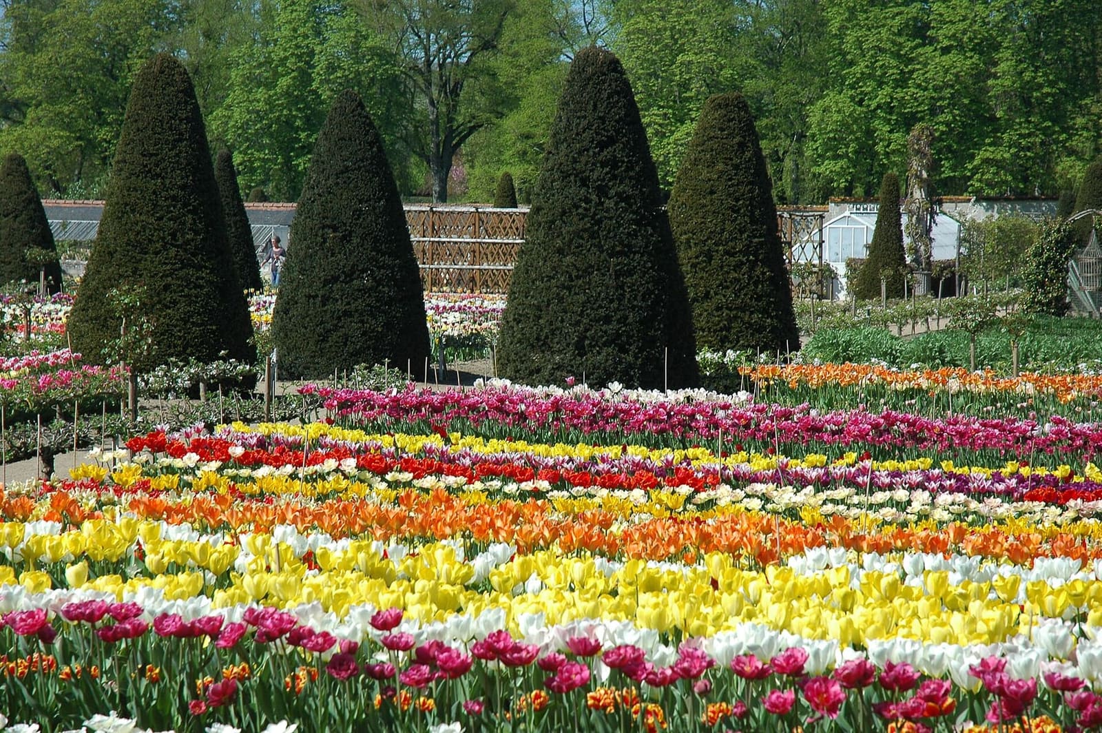 les tulipes en fleurs dans le potager, entre les ifs taillés en cône, en avril