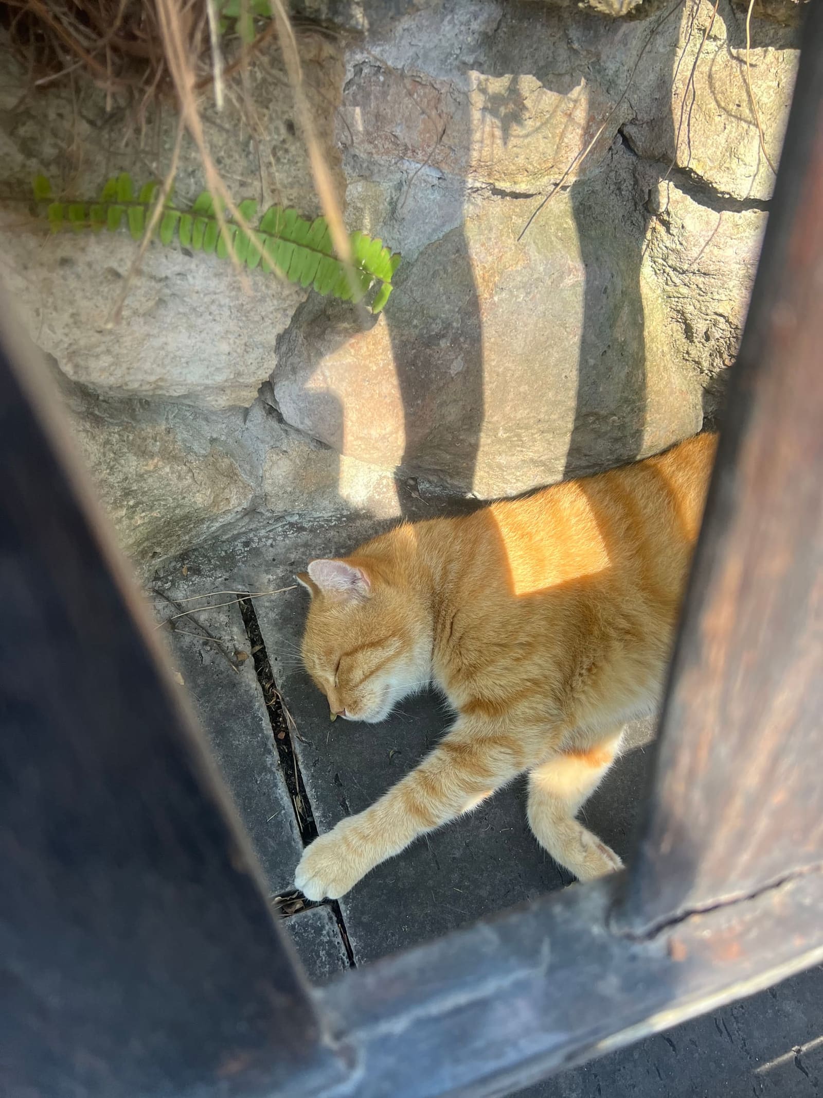 uno dei gatti della colonia della Piramide che dorme al sole ai piedi di un muro di pietra, dentro il cimitero