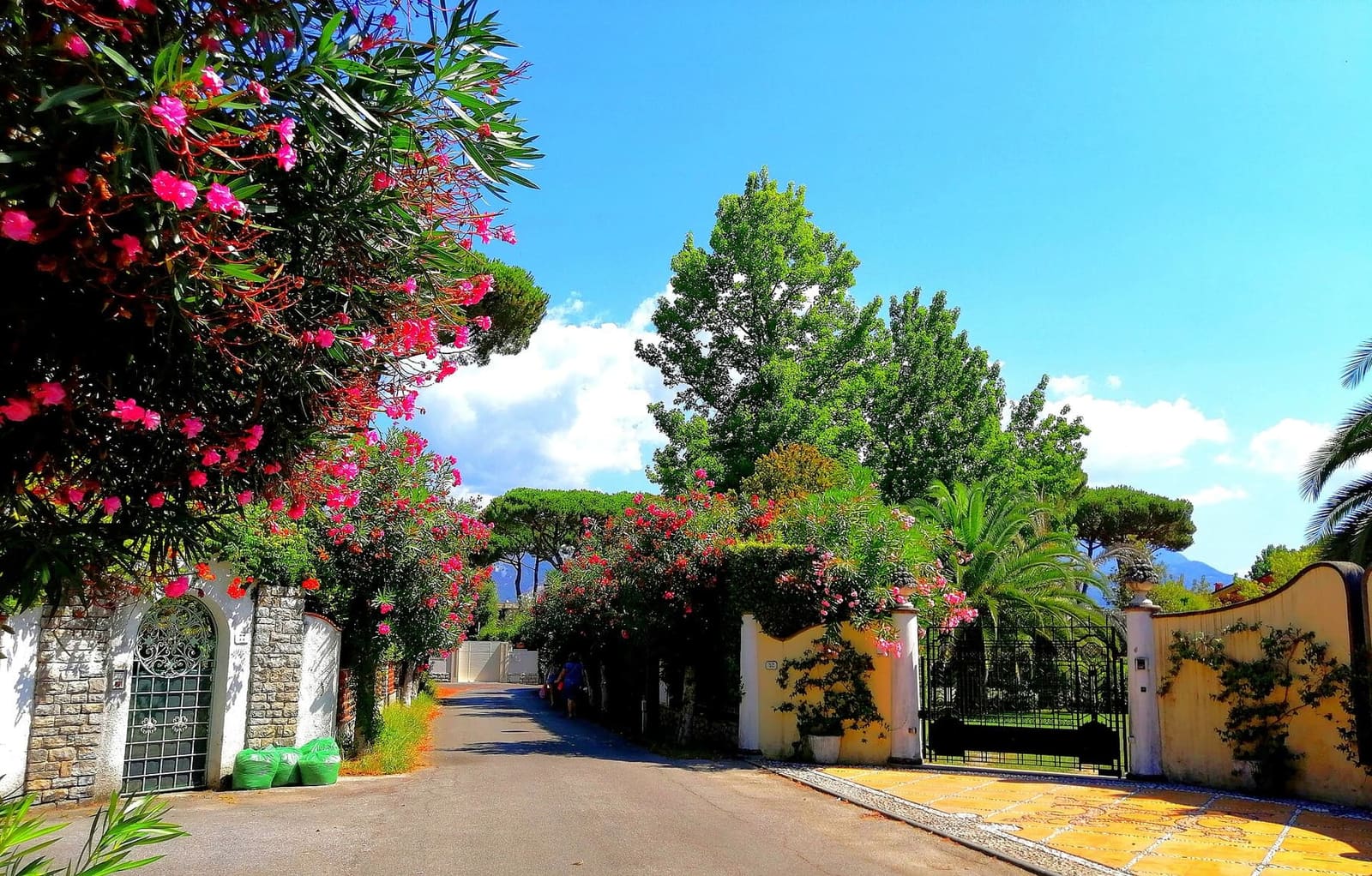 eine Straße mit Gartenvillen und Oleander im Inneren von Forte dei Marmi