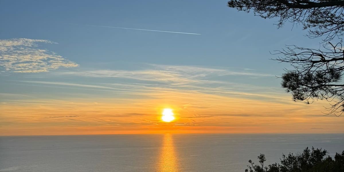 il sole che cala sul mare aperto, con un ramo di pino in controluce
