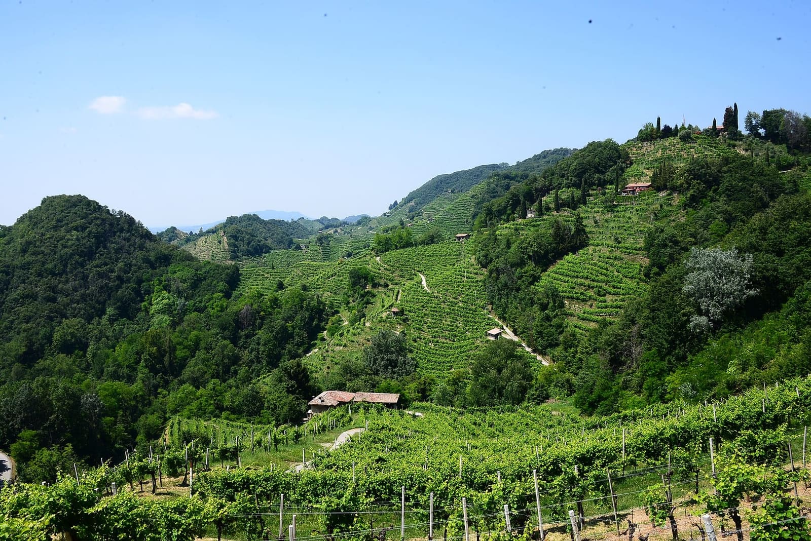 i filari sui ciglioni e i casoni fra le vigne del Prosecco Superiore, in giugno