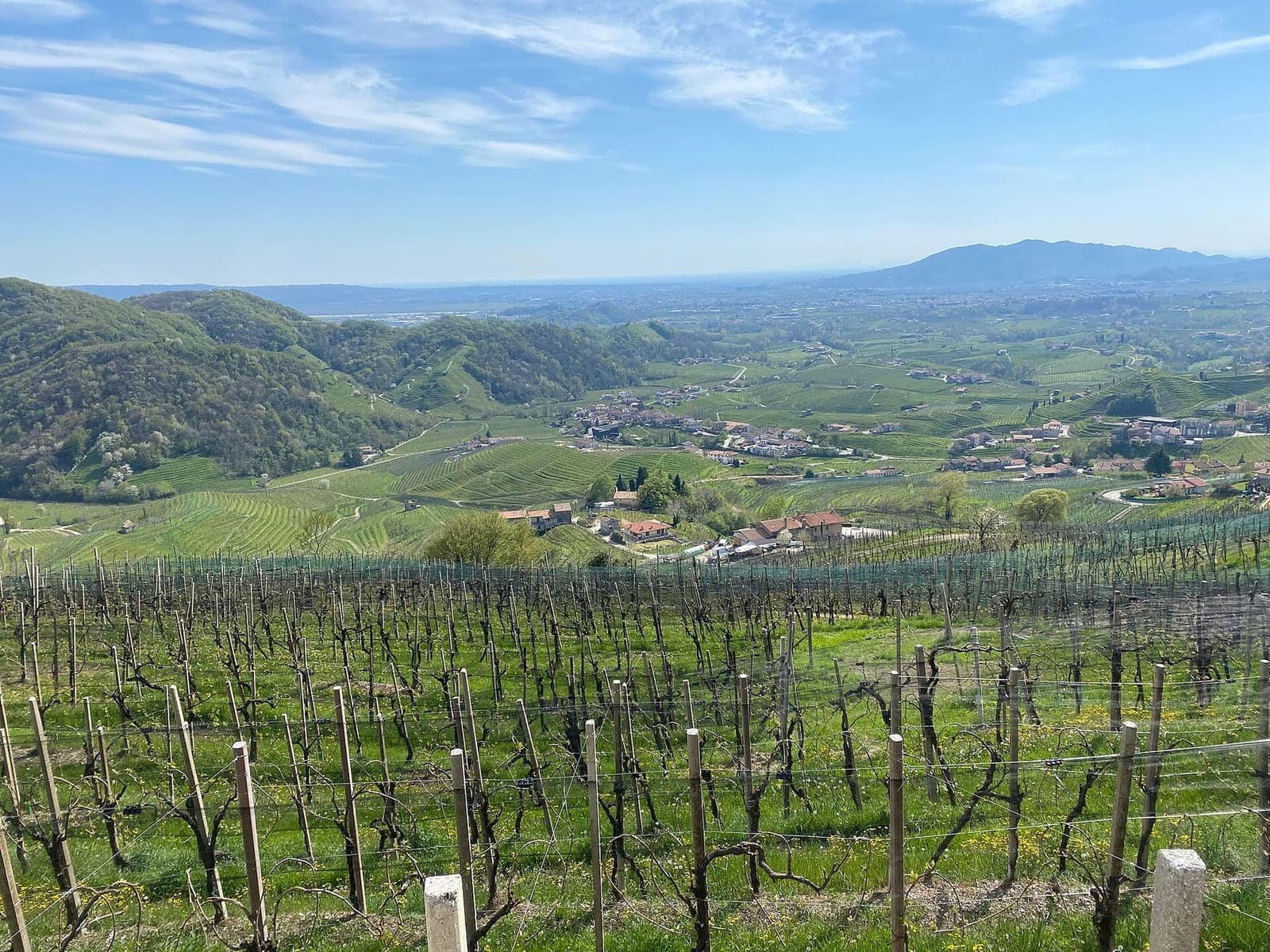i filari potati di Santo Stefano a metà aprile, con l'erba nuova e la pianura in fondo