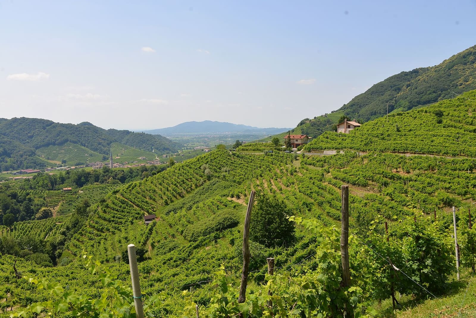 le vigne di Santo Stefano di Valdobbiadene che scendono verso la pianura