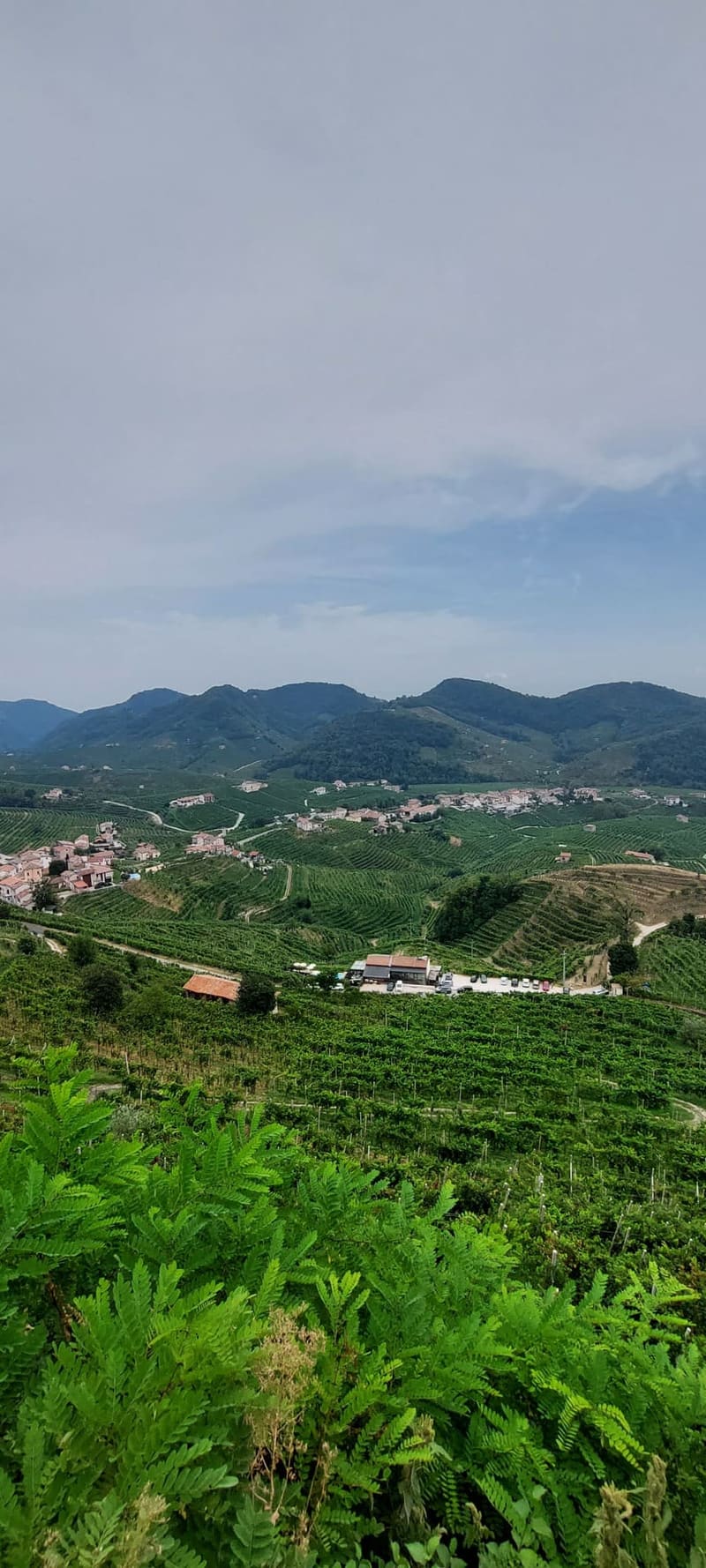 le vigne di Valdobbiadene viste dall'Osteria senz'oste, in agosto