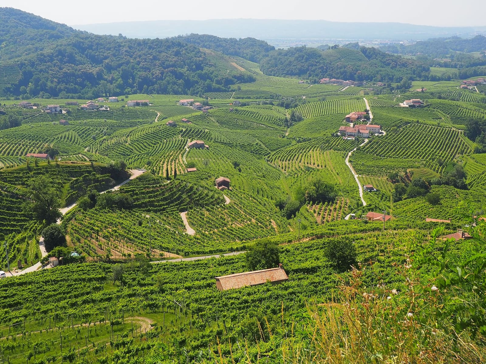 le colline a ciglioni del Prosecco Superiore viste dall'alto, in giugno