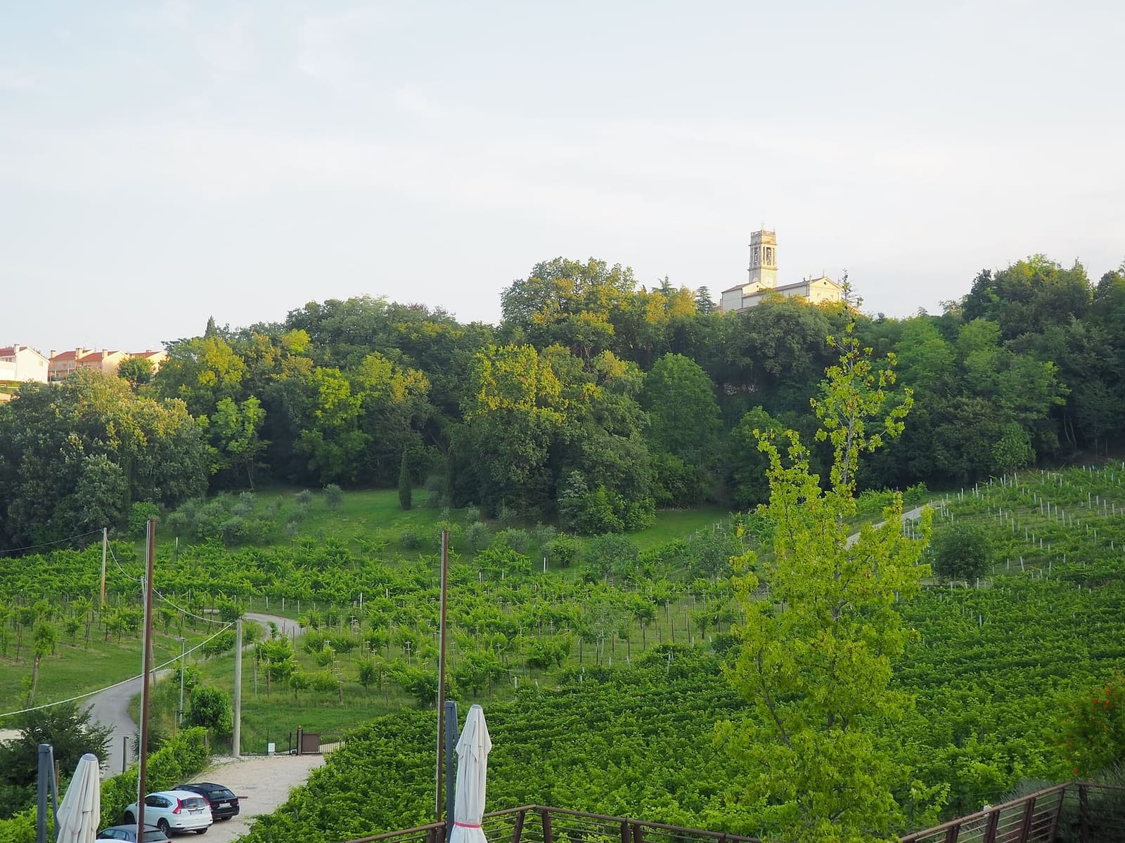 le vigne di Rua di Feletto e la chiesa sul colle, al mattino presto di giugno