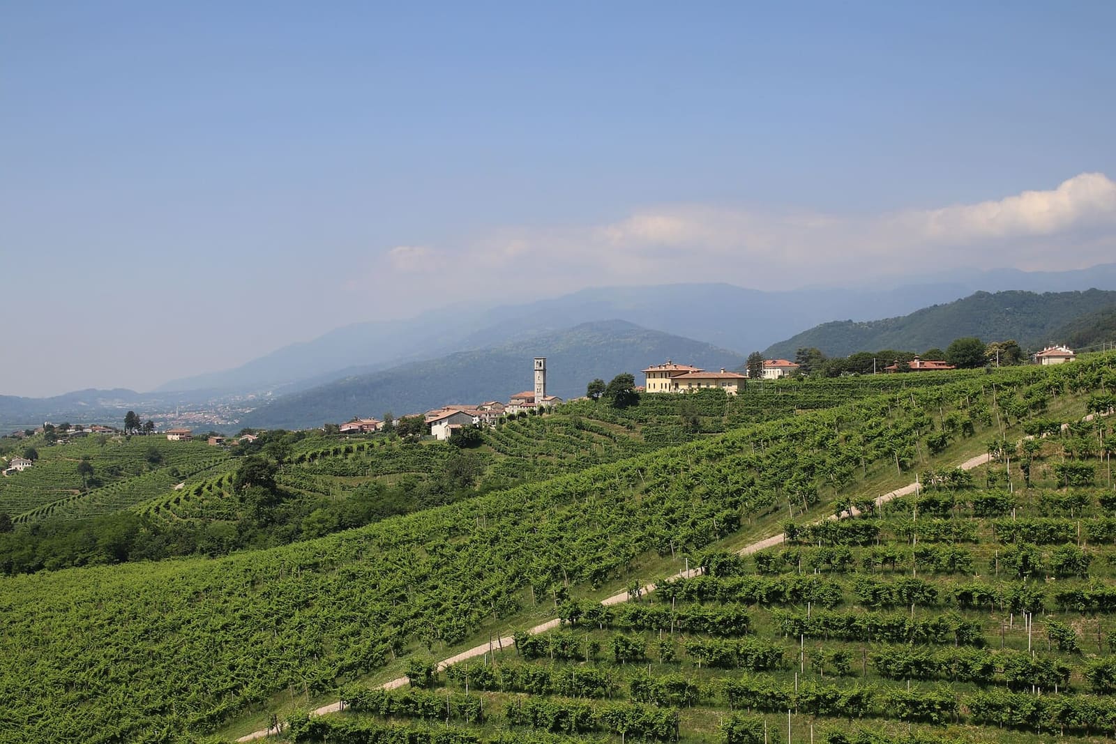 San Pietro di Barbozza in cima alle vigne, con le Prealpi nella foschia di giugno