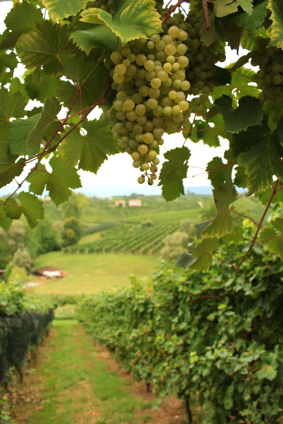 un grappolo di glera, l'uva del Prosecco, a San Vito di Valdobbiadene in agosto