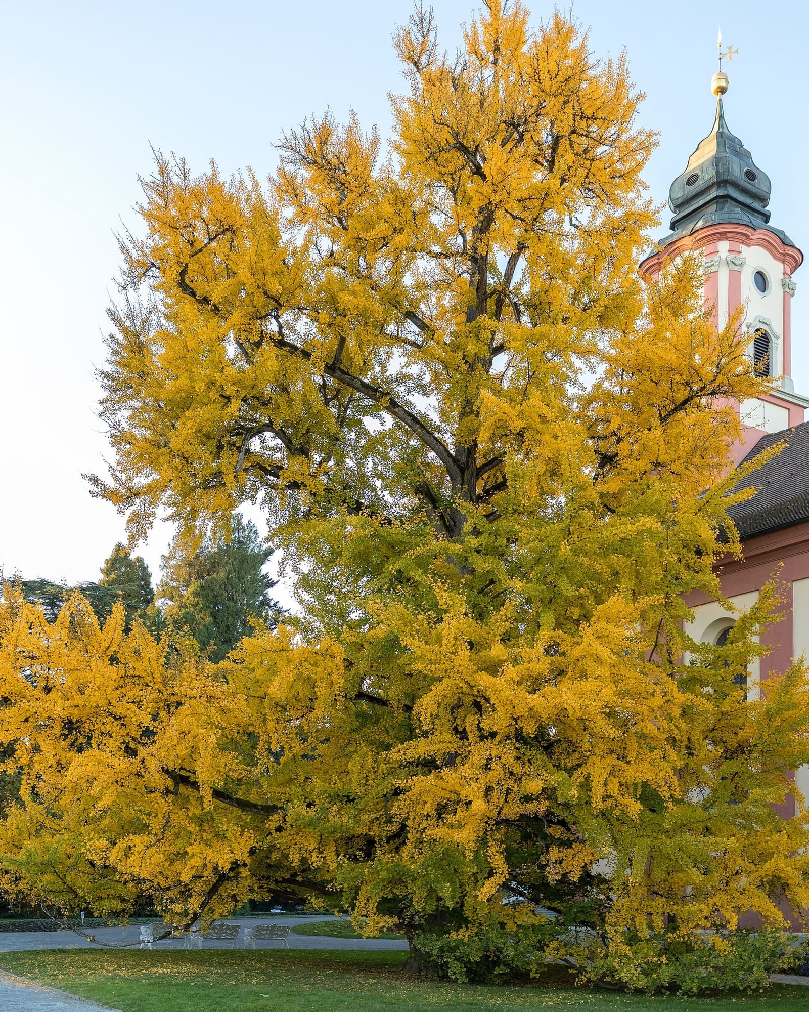 il ginkgo d'autunno accanto alla chiesa di Santa Maria, a Mainau
