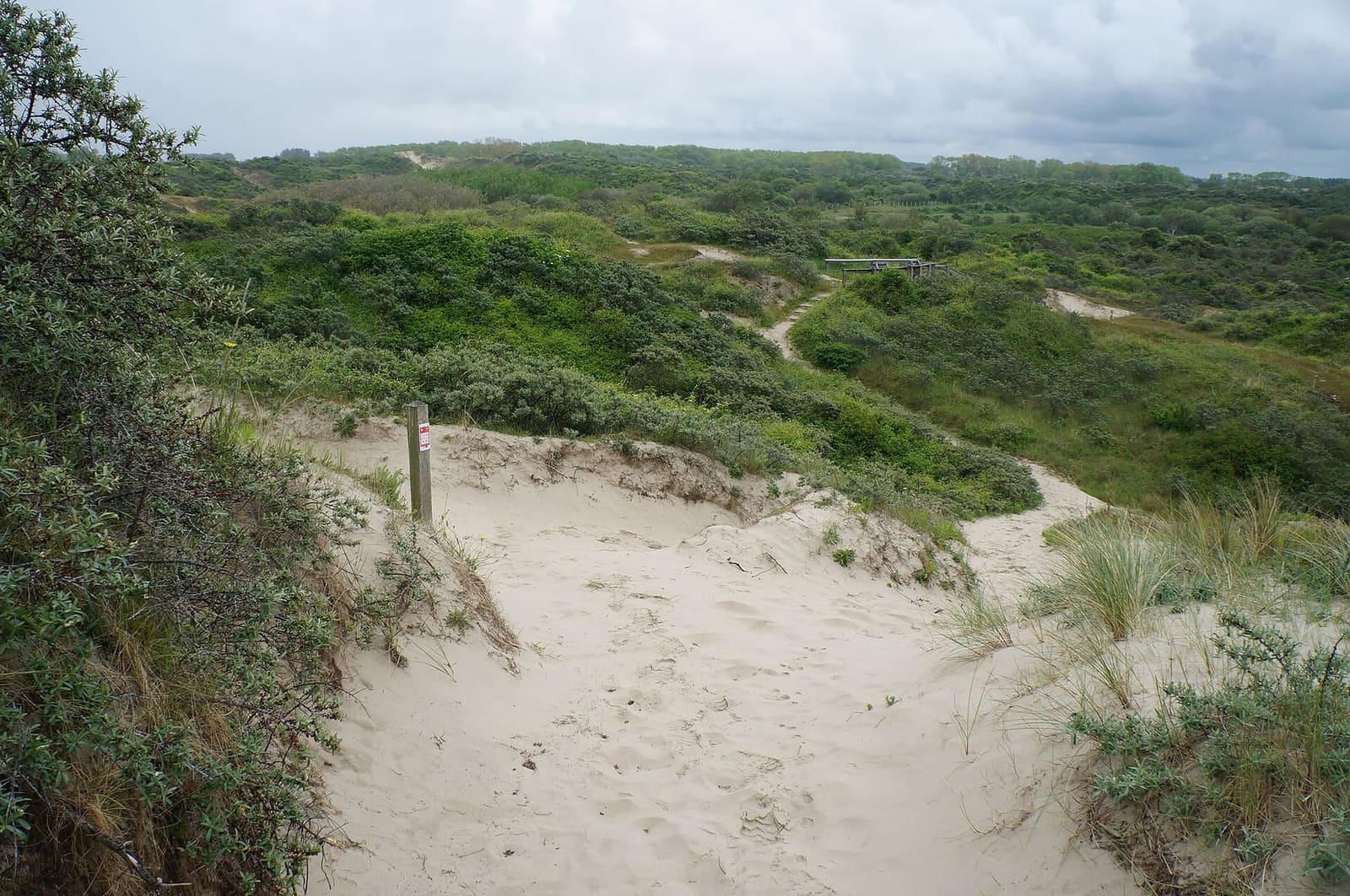 a sandy path between the green dunes of the Dune Marchand reserve