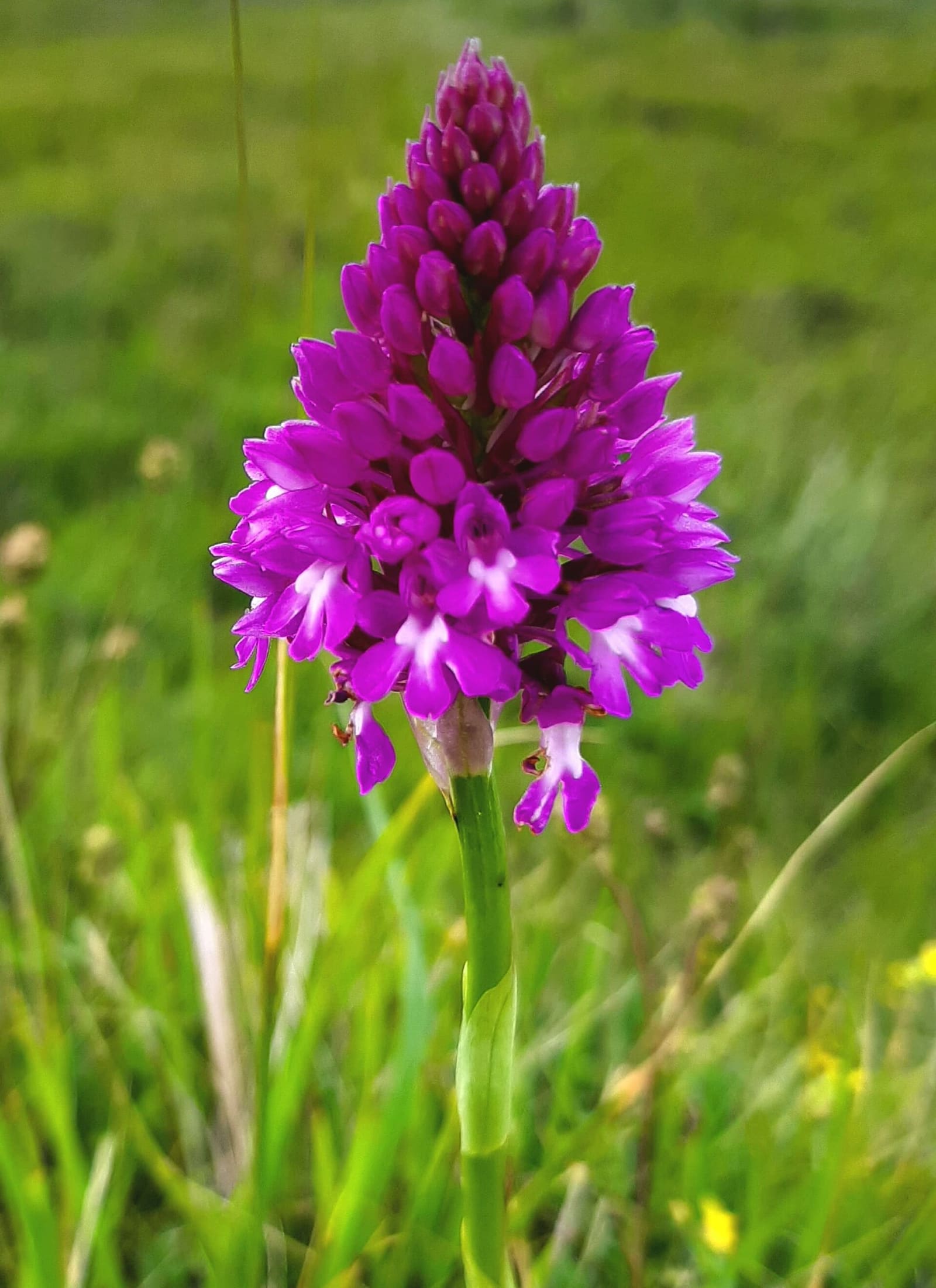 un'orchidea piramidale fiorita nei prati di Étretat, a giugno