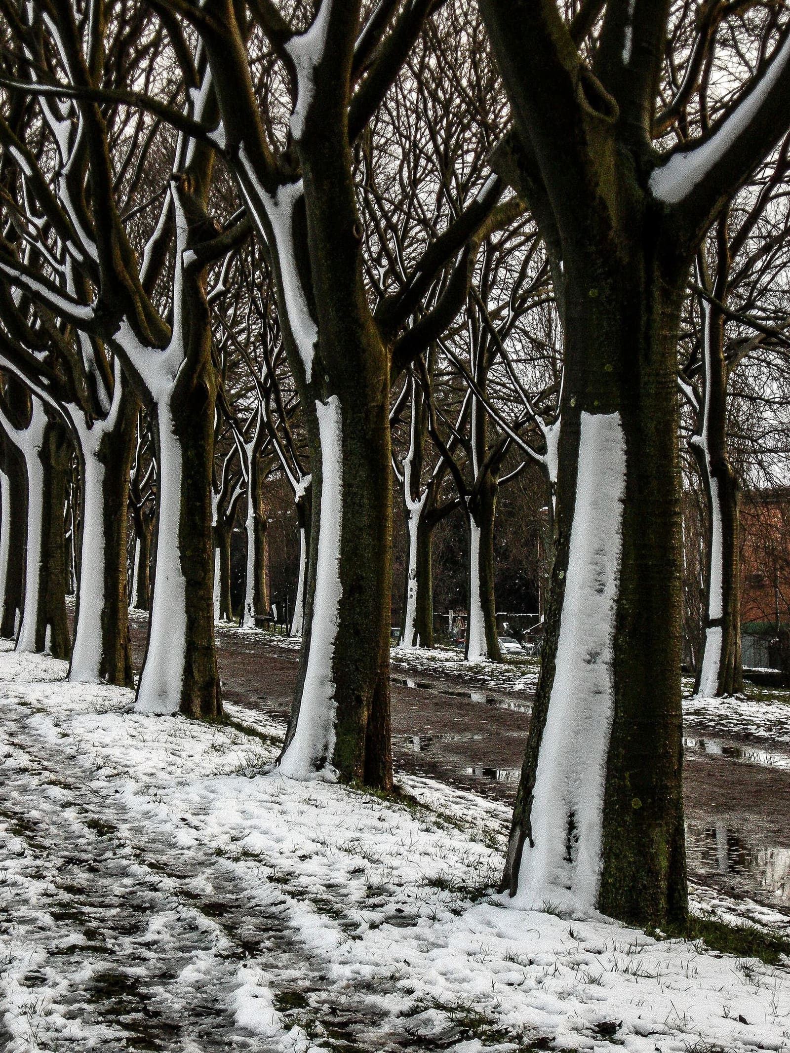 die Allee oben auf der Stadtmauer zwischen dem Torrione di San Giovanni und der Porta degli Angeli, im Schnee