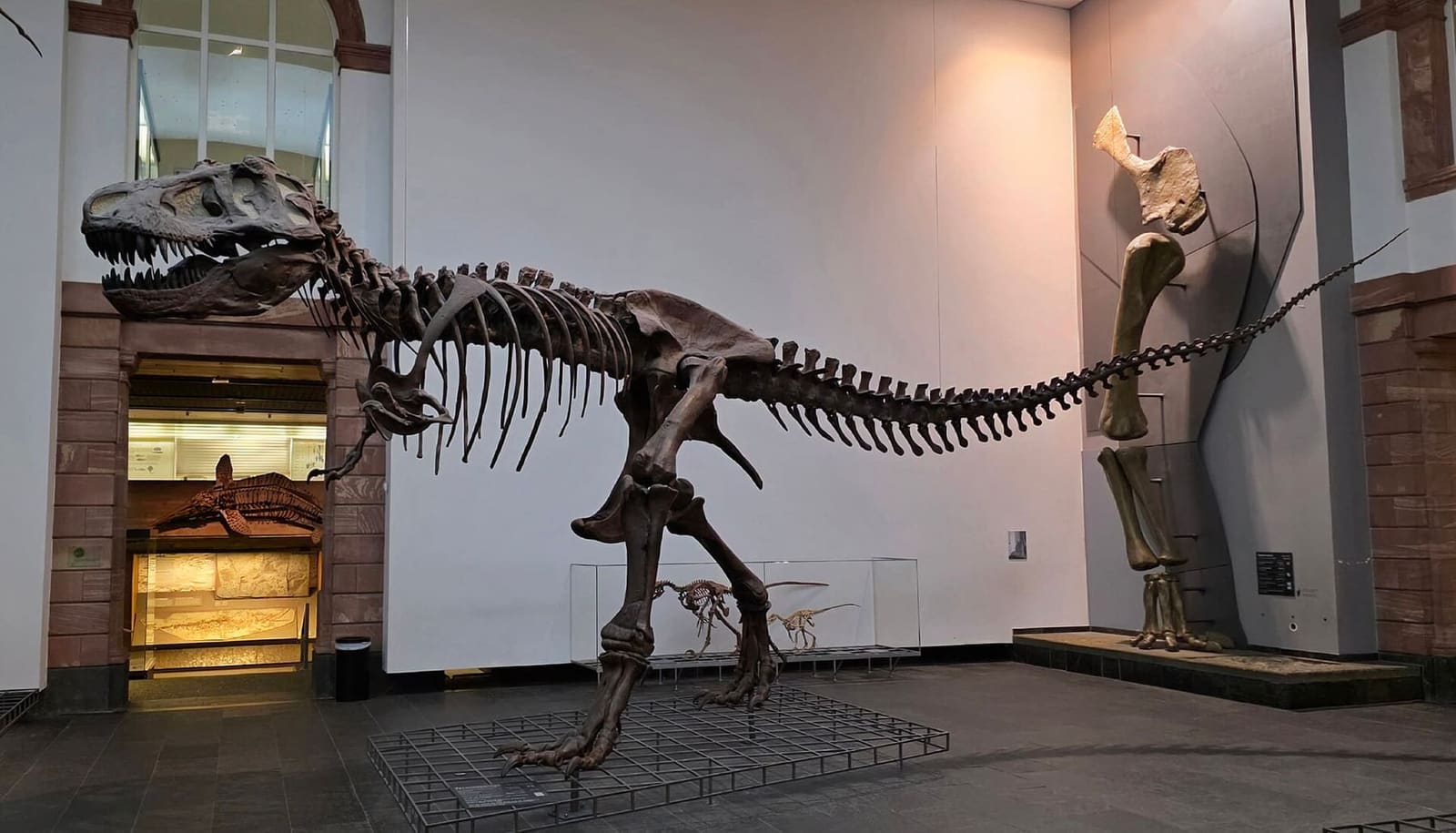 lo scheletro di un tirannosauro nella sala dei dinosauri del museo Senckenberg