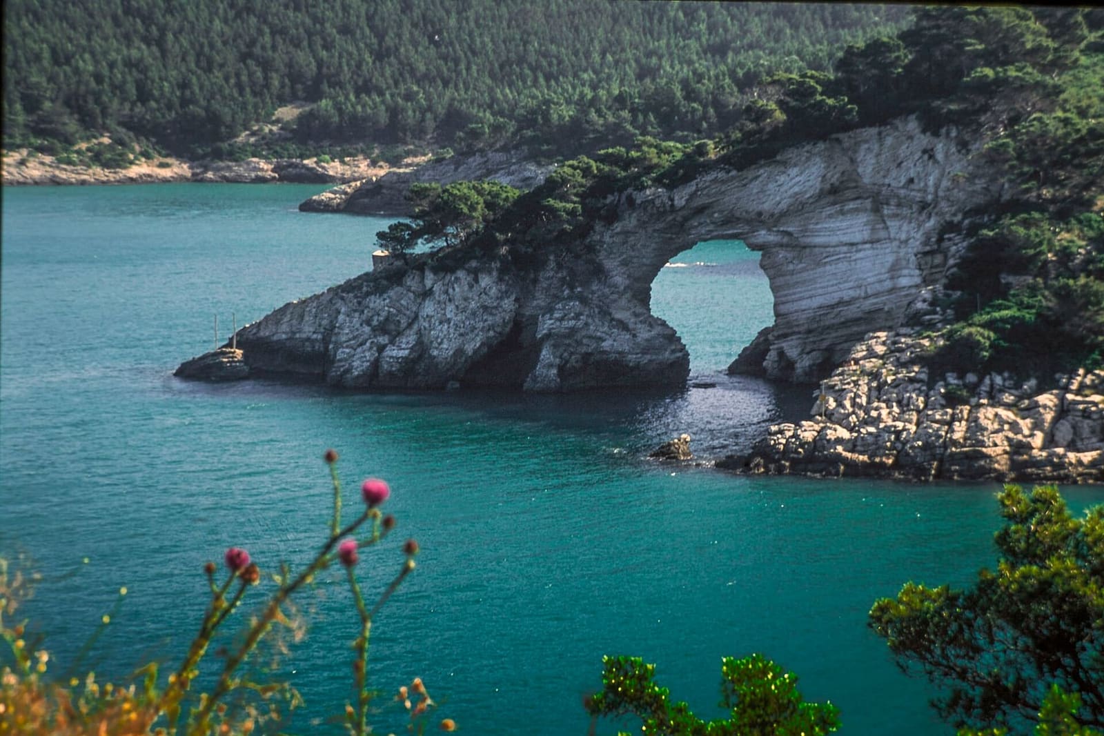 l'Architiello di San Felice, l'arco di roccia con i pini sopra