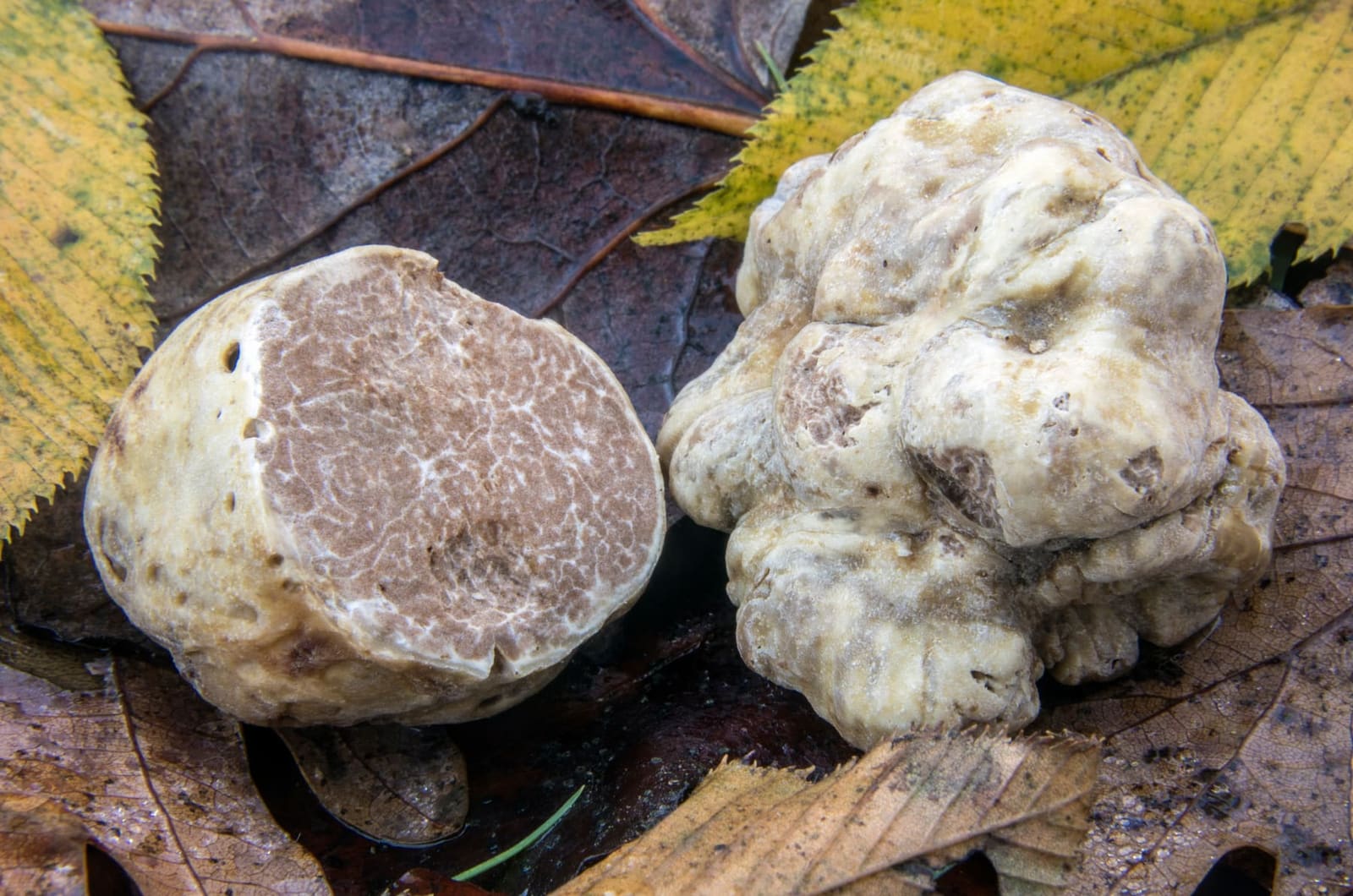 Strangozzi al tartufo bianco