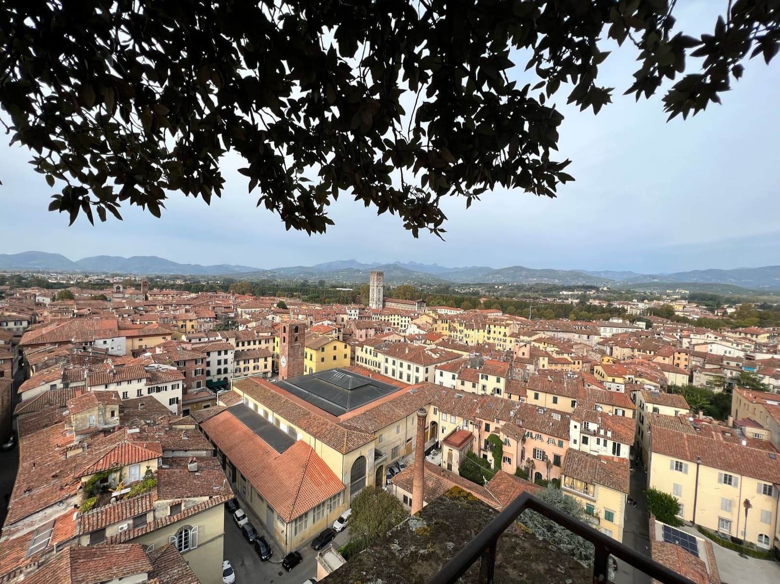Lucca dalla cima della Torre Guinigi, sotto i rami dei lecci, con i tetti rossi, il campanile di San Frediano e i monti in fondo