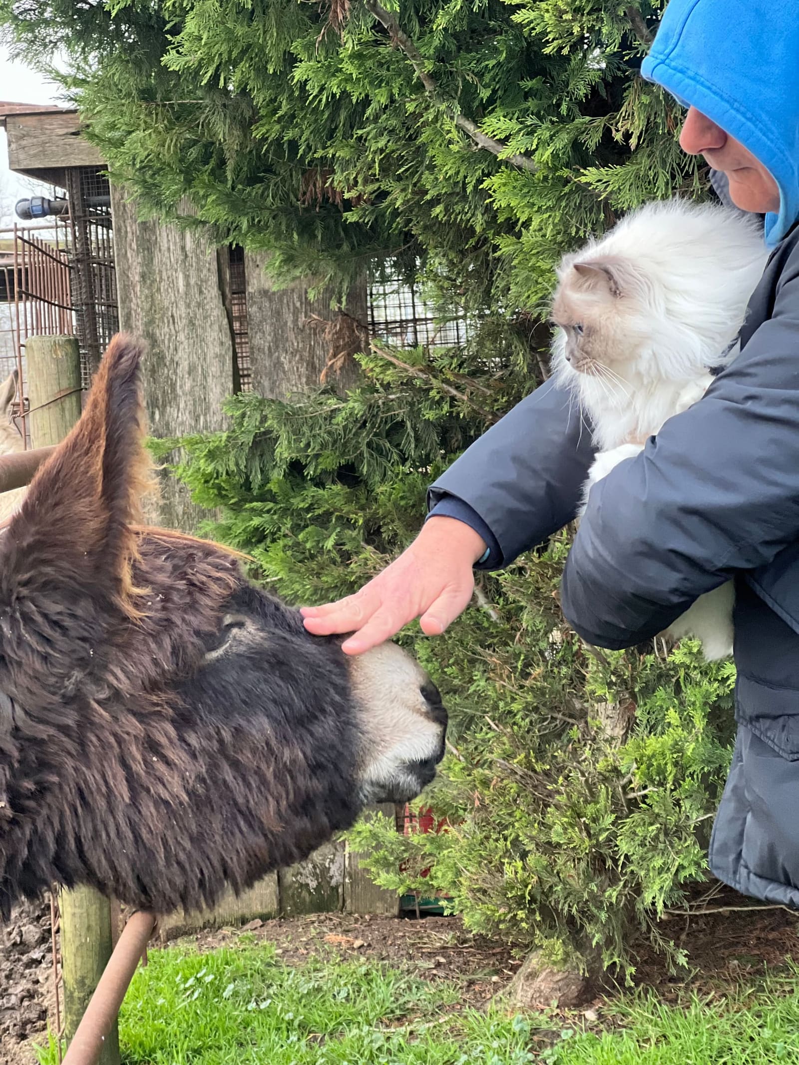 il nostro gatto Louis, che ci segue in viaggio, viene presentato all'asinello dell'agriturismo