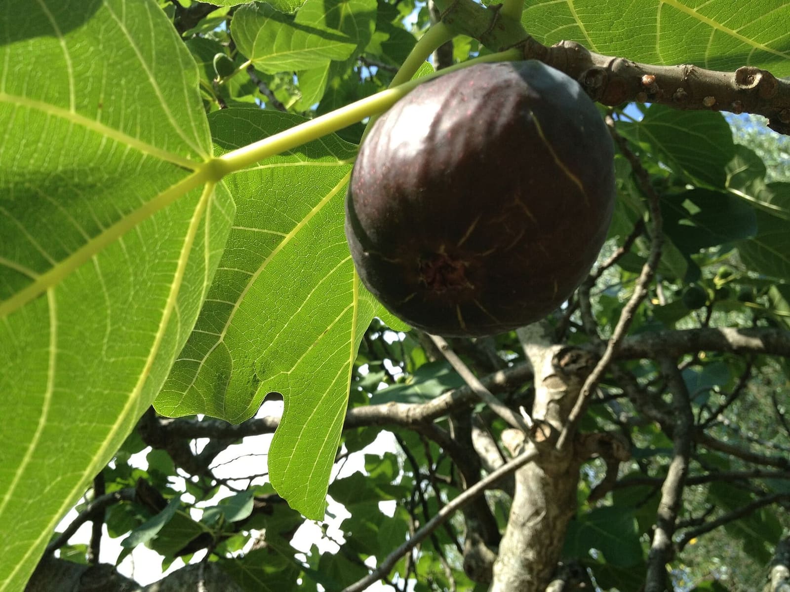 un fico maturo sull'albero, a Terradura