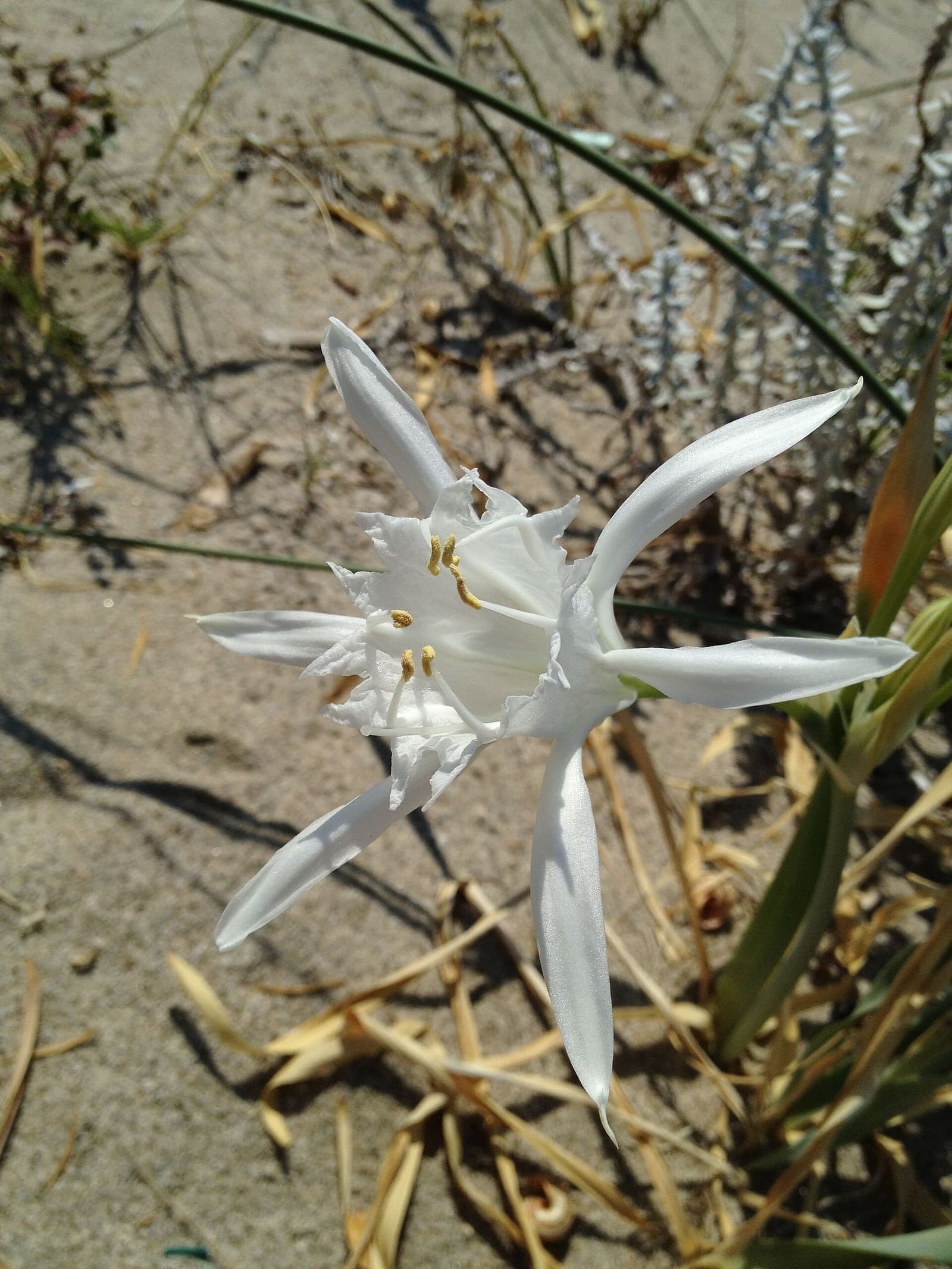 un giglio di mare fiorito nella sabbia