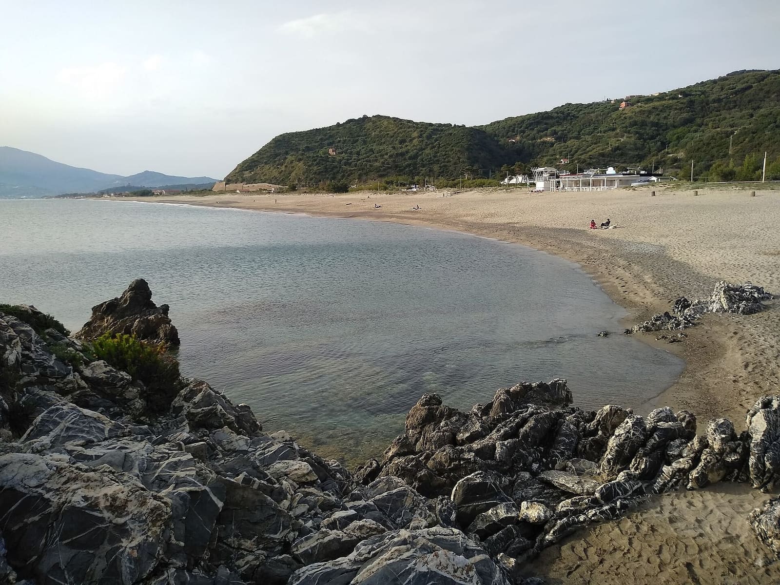 la gariga della Genista cilentana sulla scogliera, sopra la spiaggia