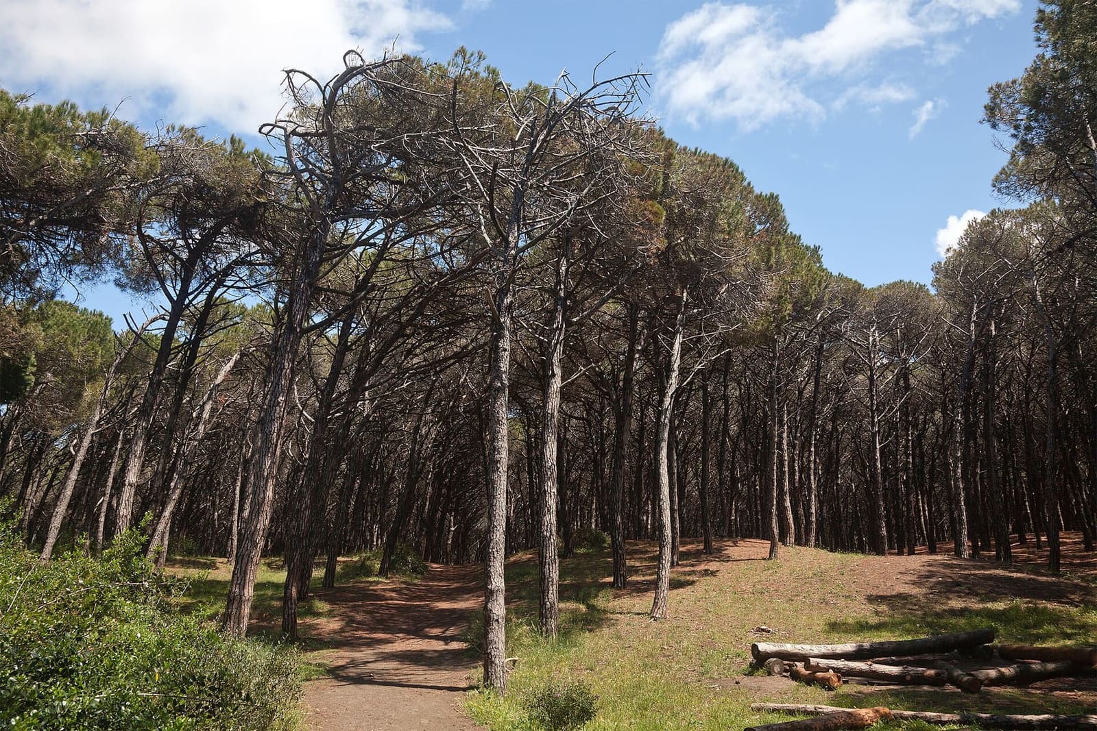 il bosco di pini vicino a Cecina Mare, con il sentiero che entra fra i tronchi