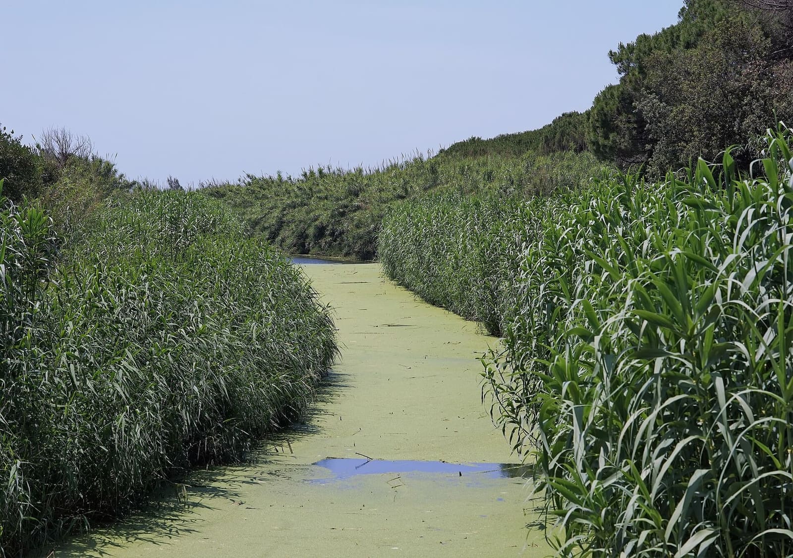 un canale coperto di lenticchie d'acqua fra le canne, nella Riserva dei Tomboli di Cecina