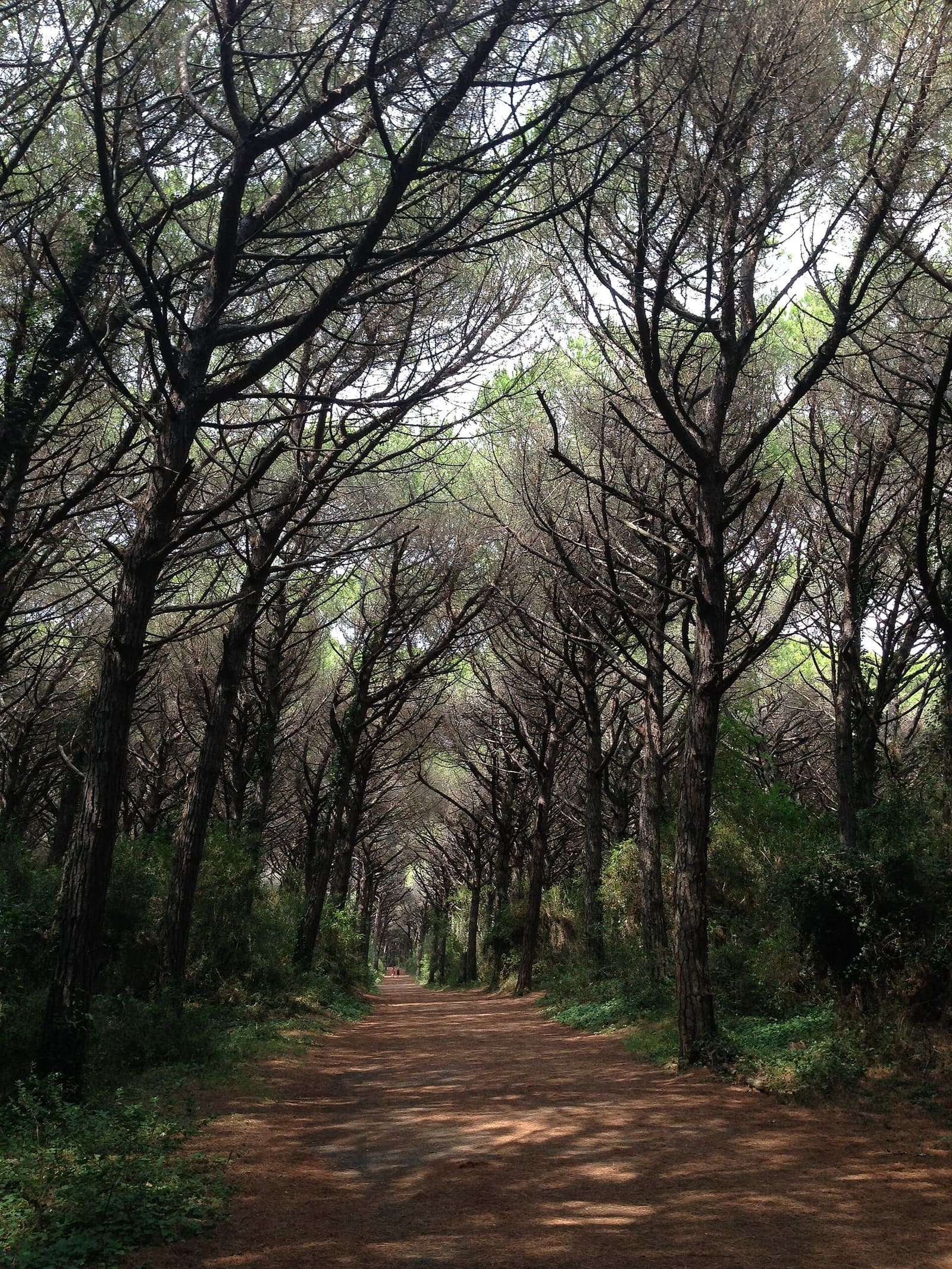 un viale sterrato nella pineta, chiuso in alto dalle chiome dei pini come in una galleria