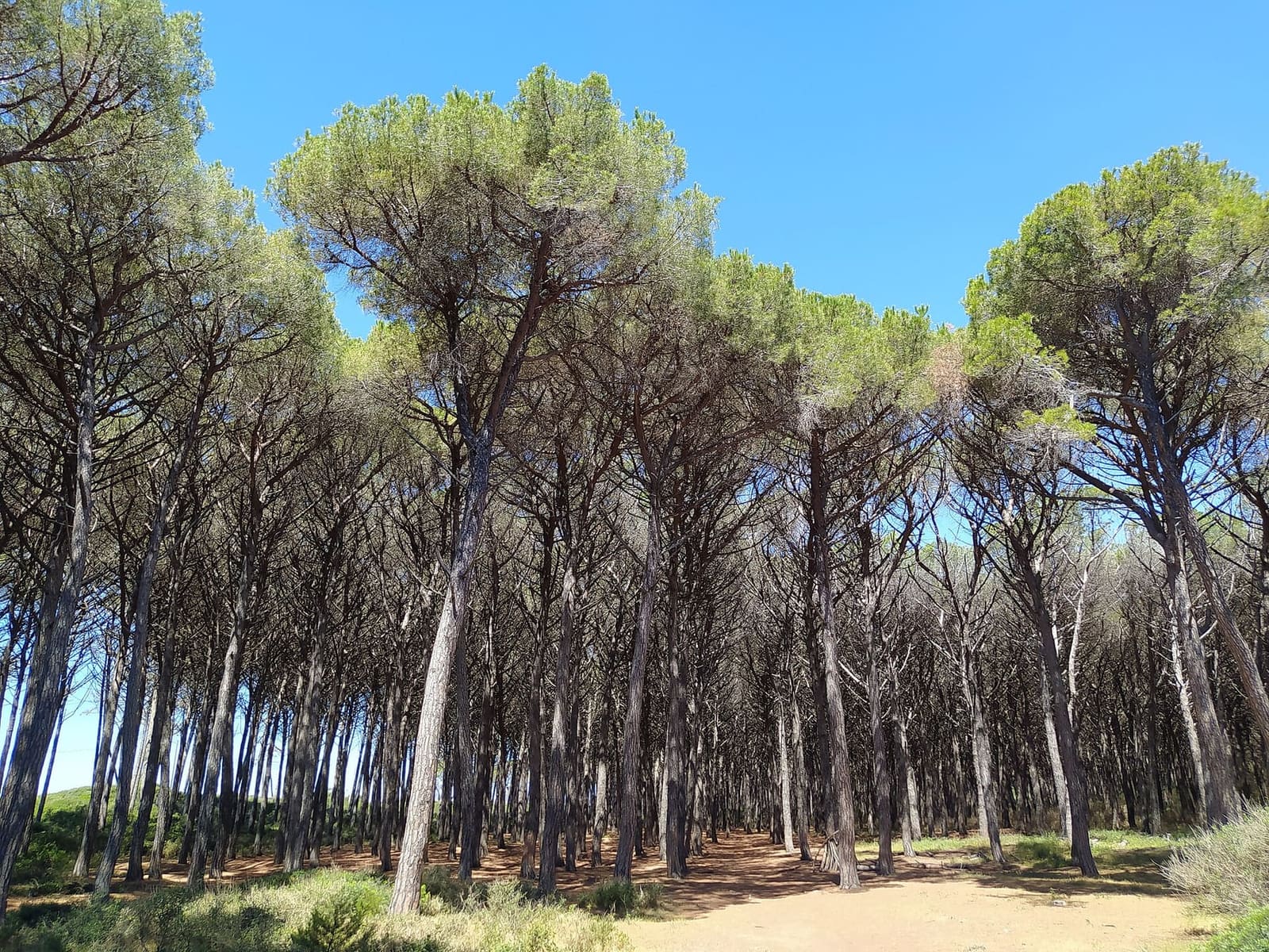 i pini domestici della Riserva dei Tomboli alle Gorette, verso Cecina, con le chiome a ombrello contro il cielo
