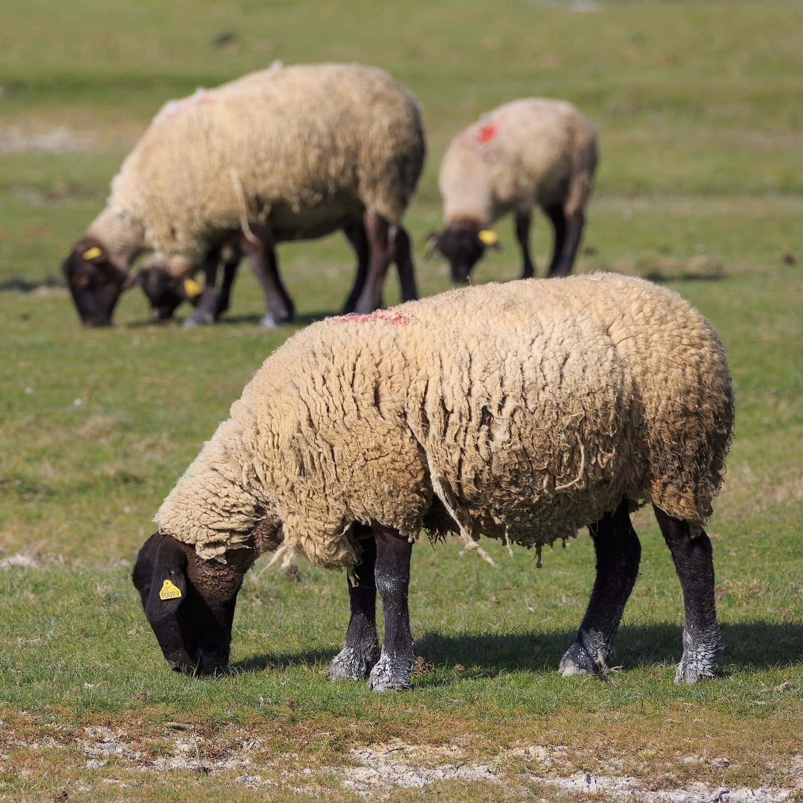 tre pecore dei prés salés brucano l'erba della baia, in aprile