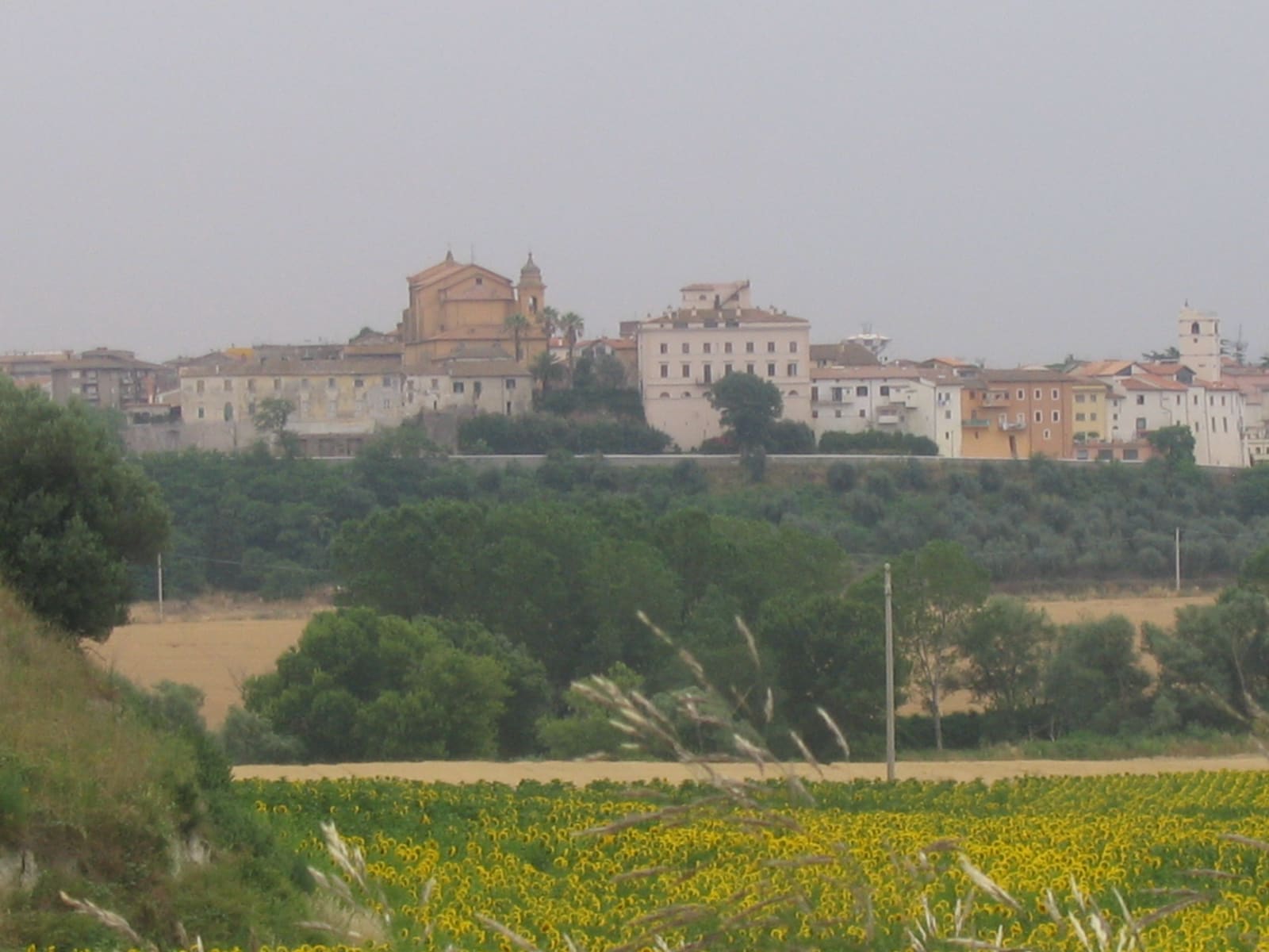 Montalto di Castro sul suo rilievo, visto da un campo di girasoli: in cima si riconoscono la facciata della Santa Maria Assunta, il palazzo bianco e il campanile, e sotto il paese la fascia degli olivi