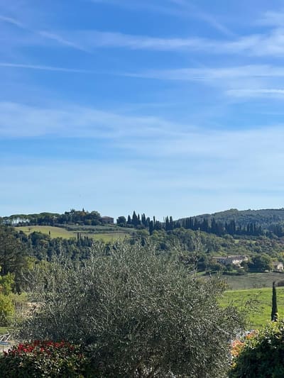 le colline coltivate, i cipressi e i poderi intorno a Monteriggioni, con un olivo in primo piano