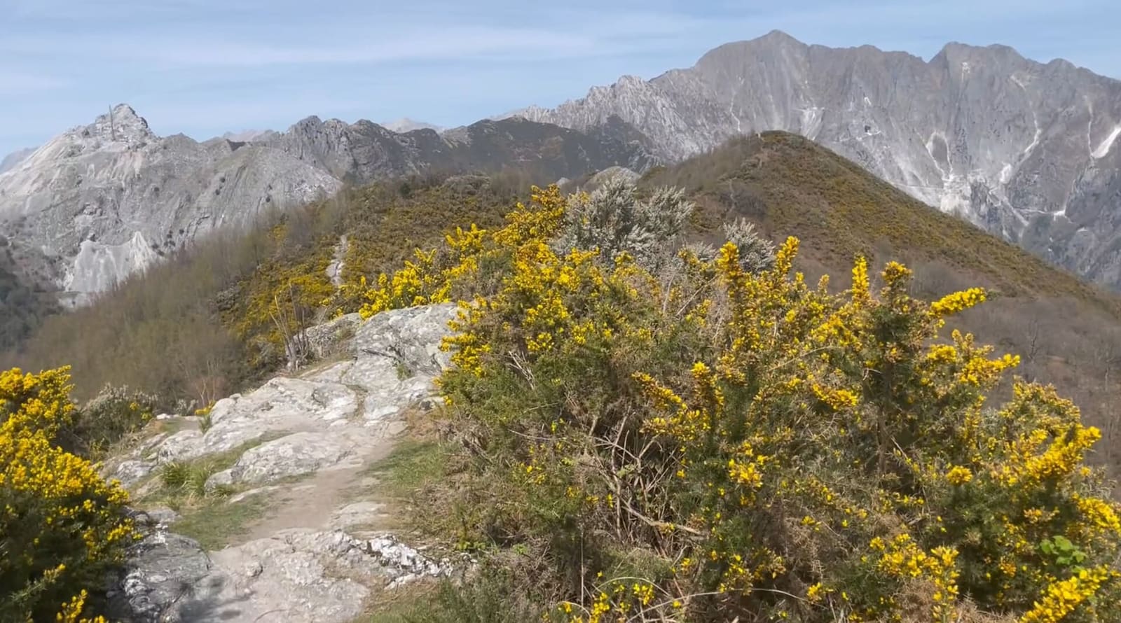 le monte Altissimo et les Apuanes depuis la crête du monte Folgorito, entre les genêts en fleurs