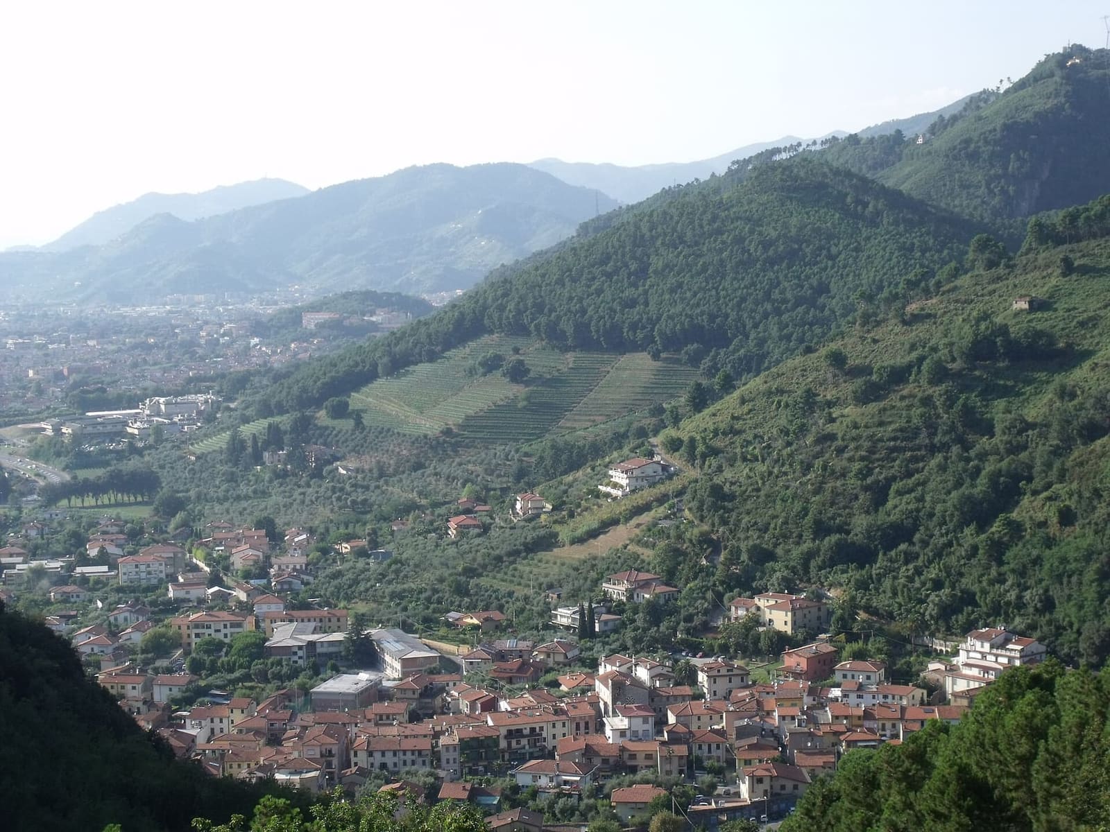 les maisons de Montignoso dans la vallée, entre les collines couvertes de bois et d'oliviers