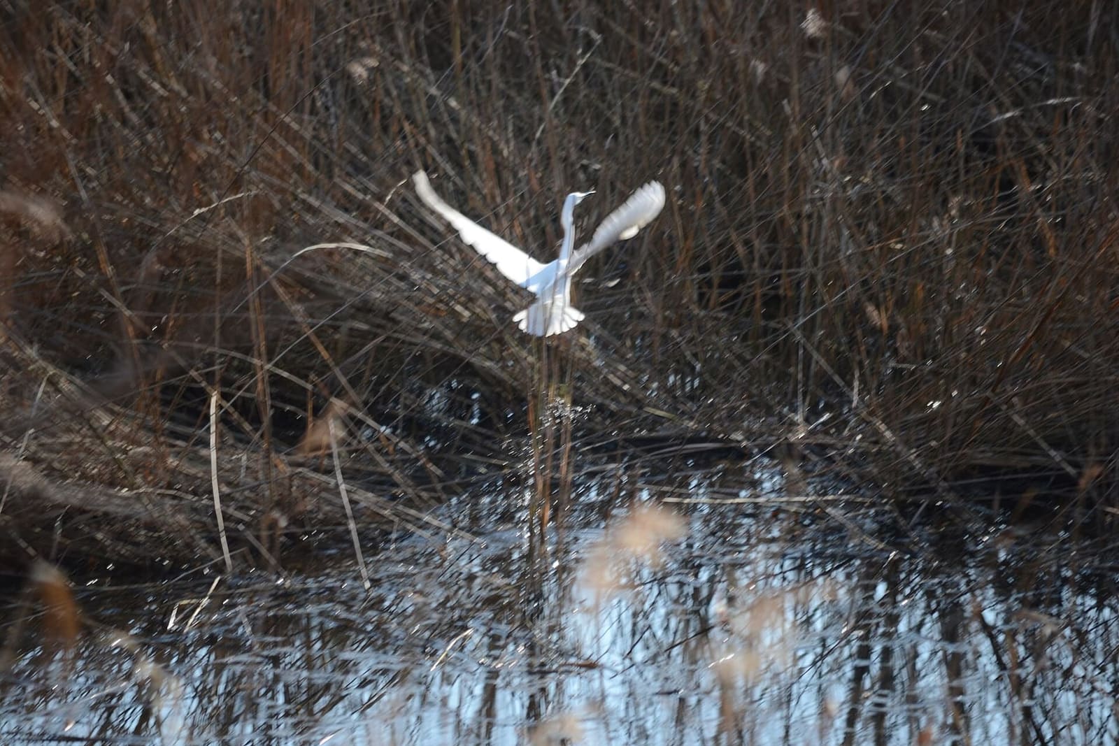 un héron blanc s'envole de la roselière du Lago di Porta
