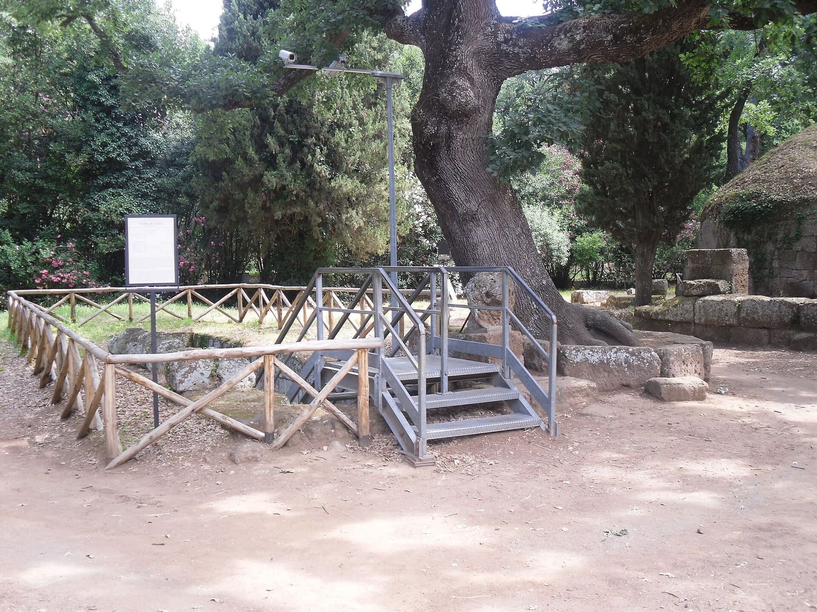 l'ingresso della tomba dei Rilievi, sotto un grande albero: la scaletta di ferro dentro il recinto di legno scende nel corridoio scavato, e a destra si vede il tamburo di un tumulo