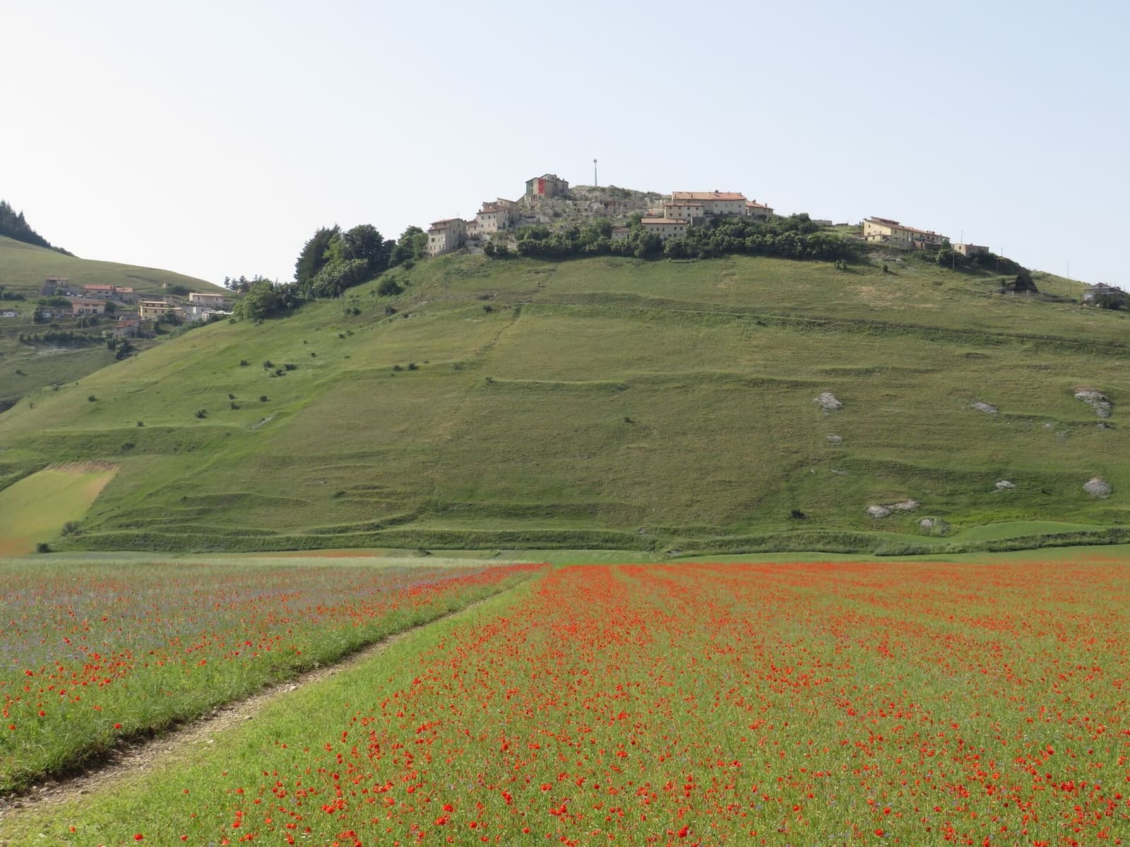 i campi di lenticchie del Pian Grande con Castelluccio sul colle, nel giugno 2022
