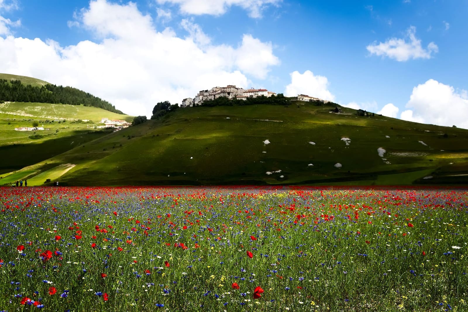 Castelluccio sul suo colle sopra i papaveri e i fiordalisi del Pian Grande, nel luglio 2018