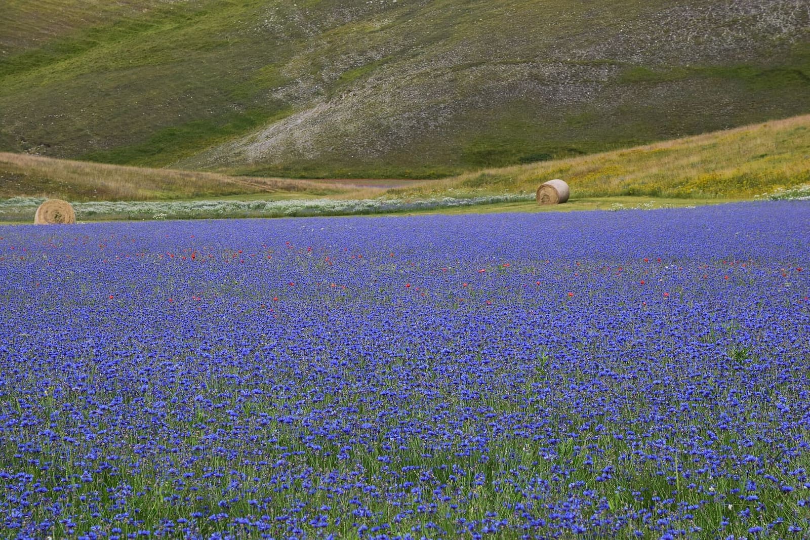 un campo di fiordalisi in fiore sui Piani di Castelluccio, nel luglio 2018