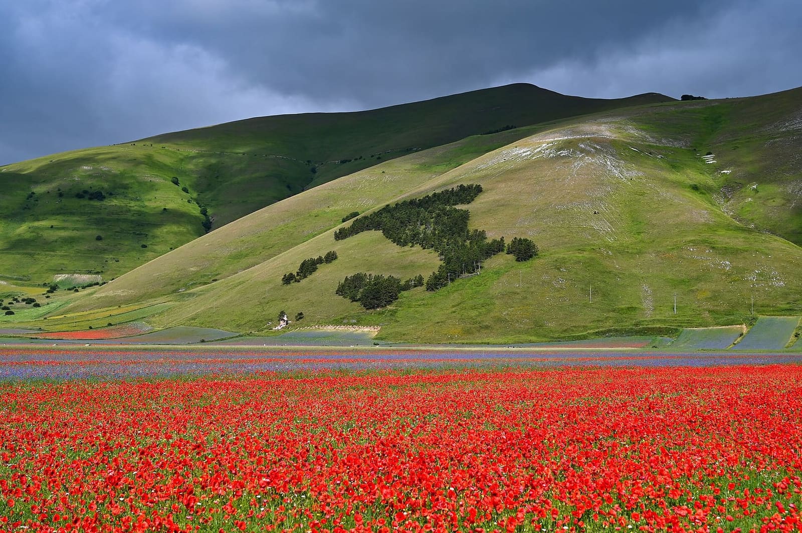 il bosco a forma d'Italia sopra un campo di papaveri, nel luglio 2020